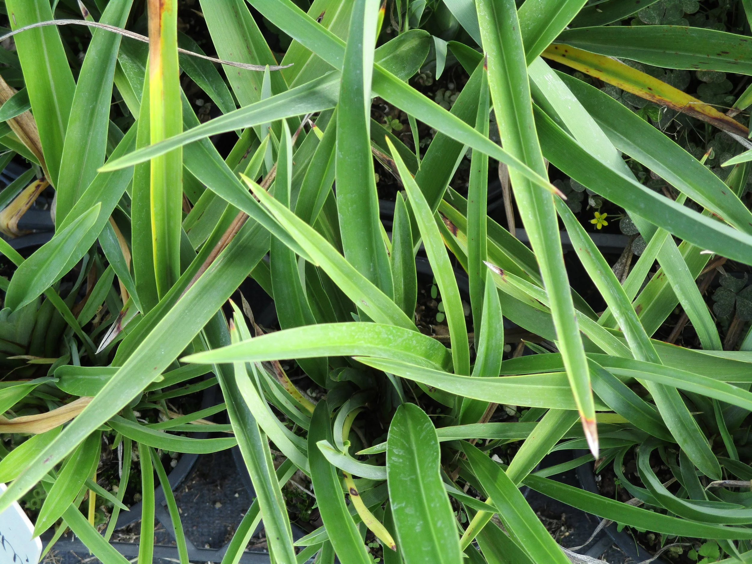Phormium ‘Emerald Gem’