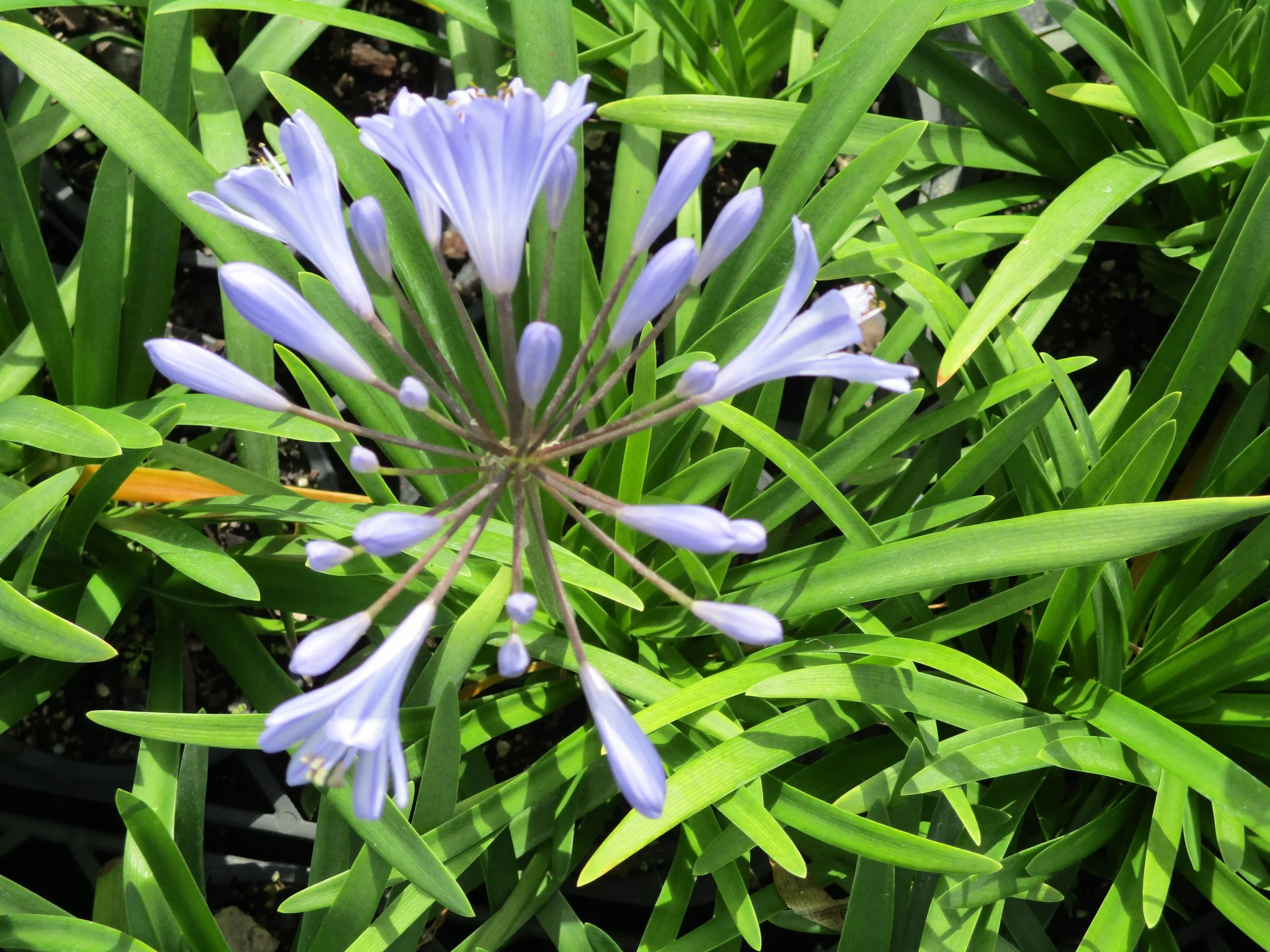 Agapanthus ‘Blue Finn’