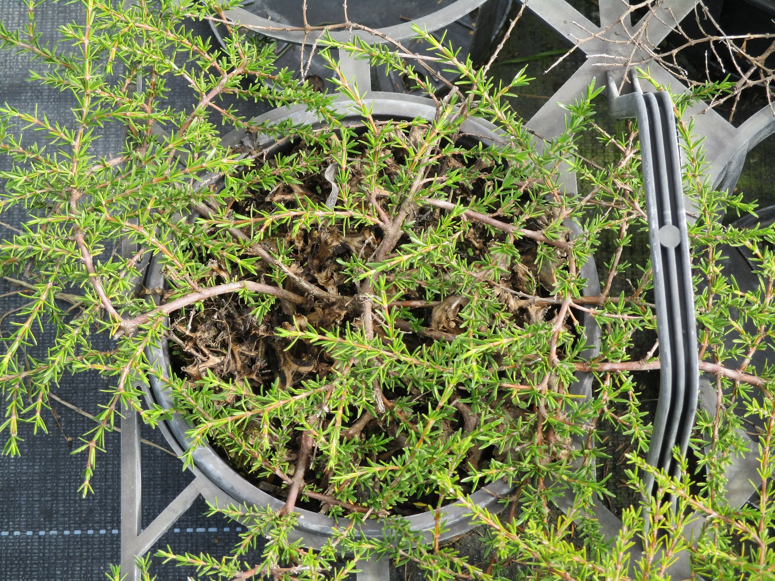 Coprosma acerosa 'Hawera'