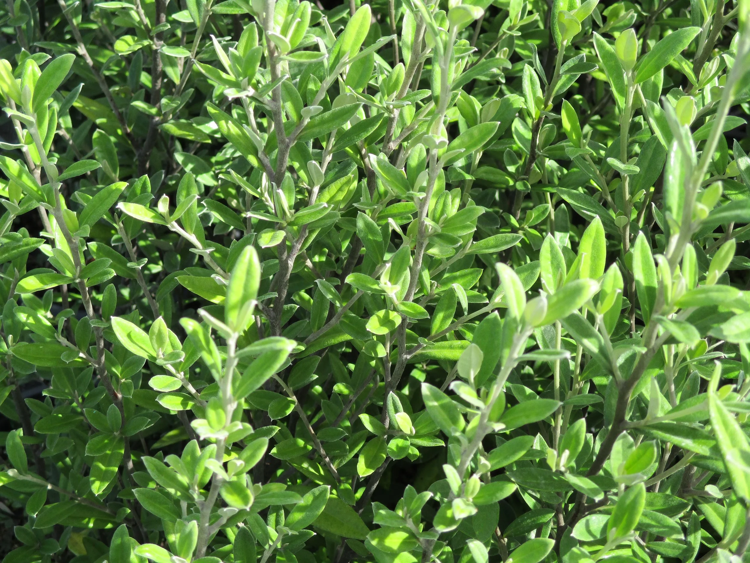 Corokia x virgata 'Geenty's Green'