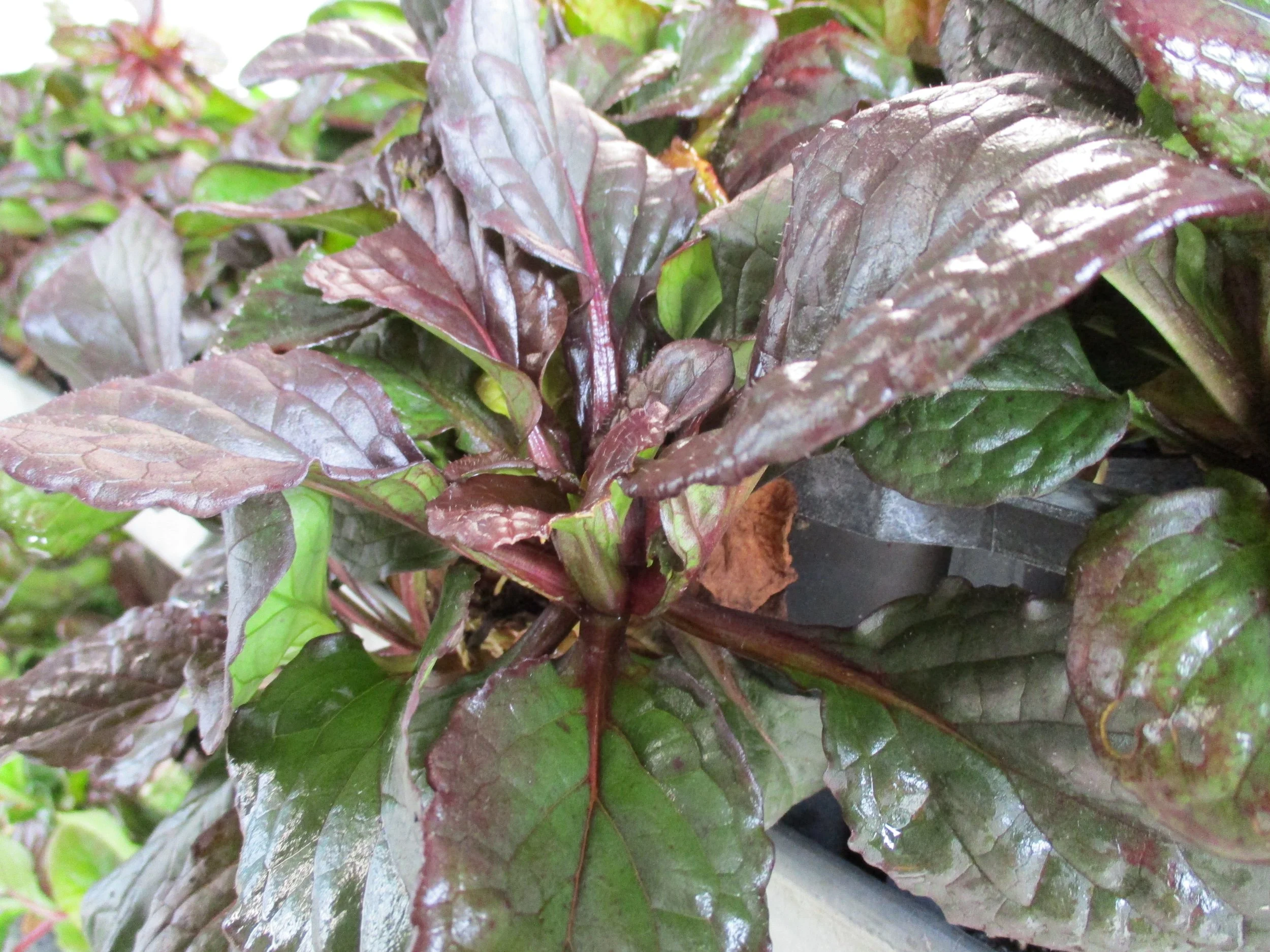 Ajuga 'Catlin's Giant'