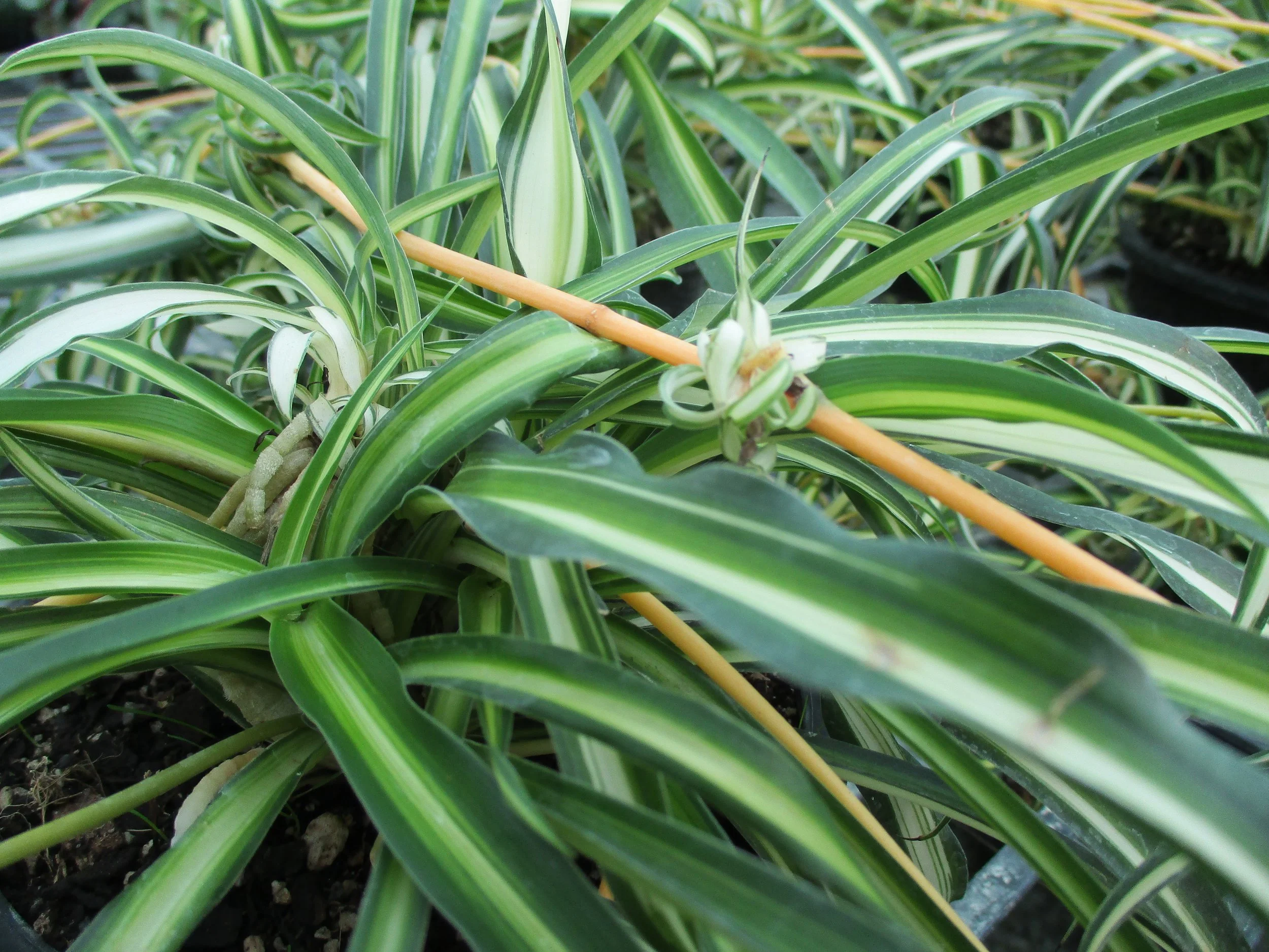 Chlorophytum 'Spider Plant'