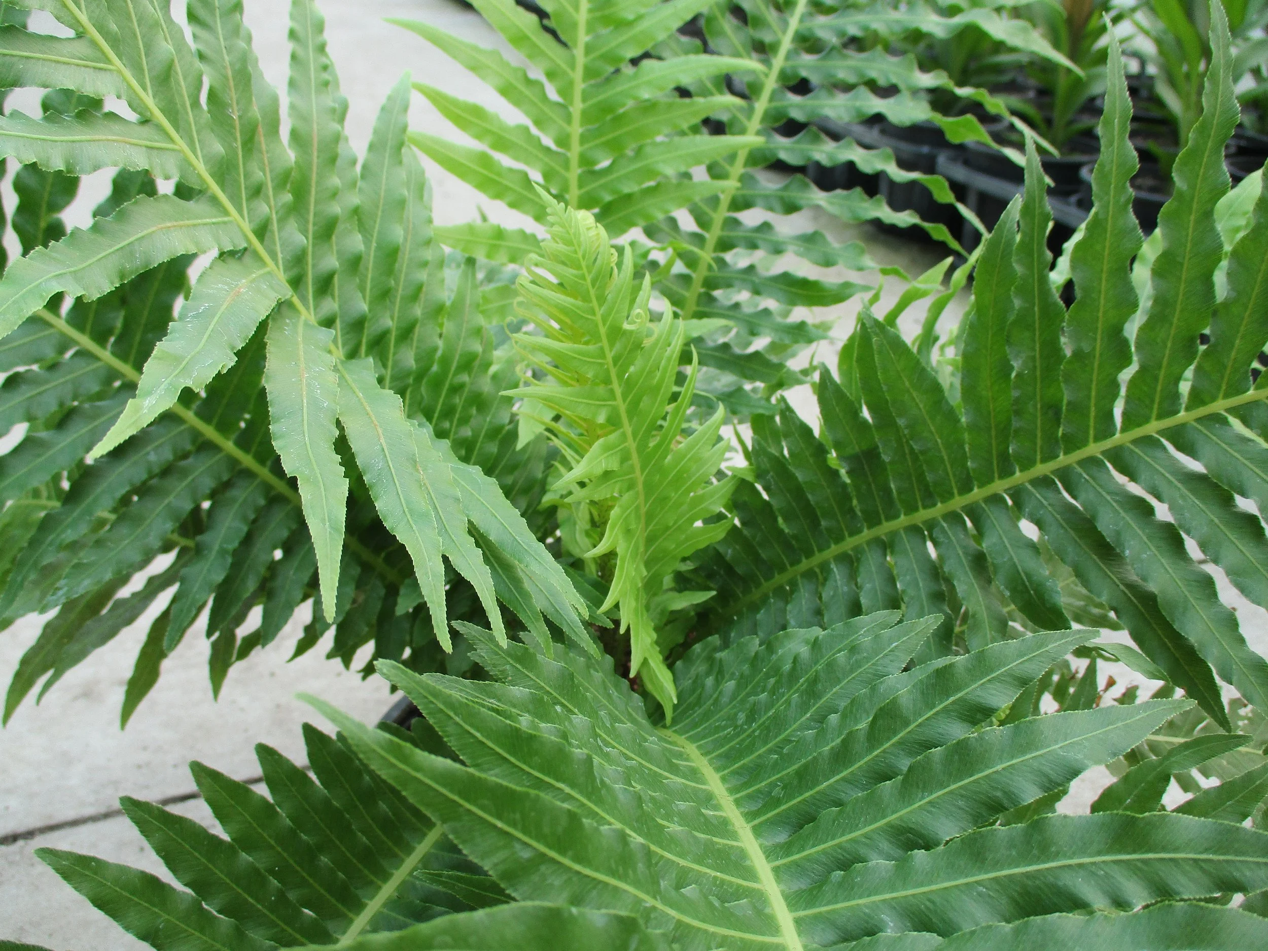 Blechnum gibbum 'Silver Lady'