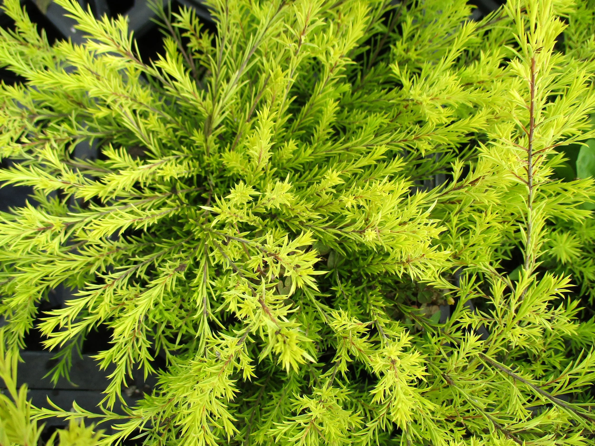 Coleonema 'Sunset Gold'