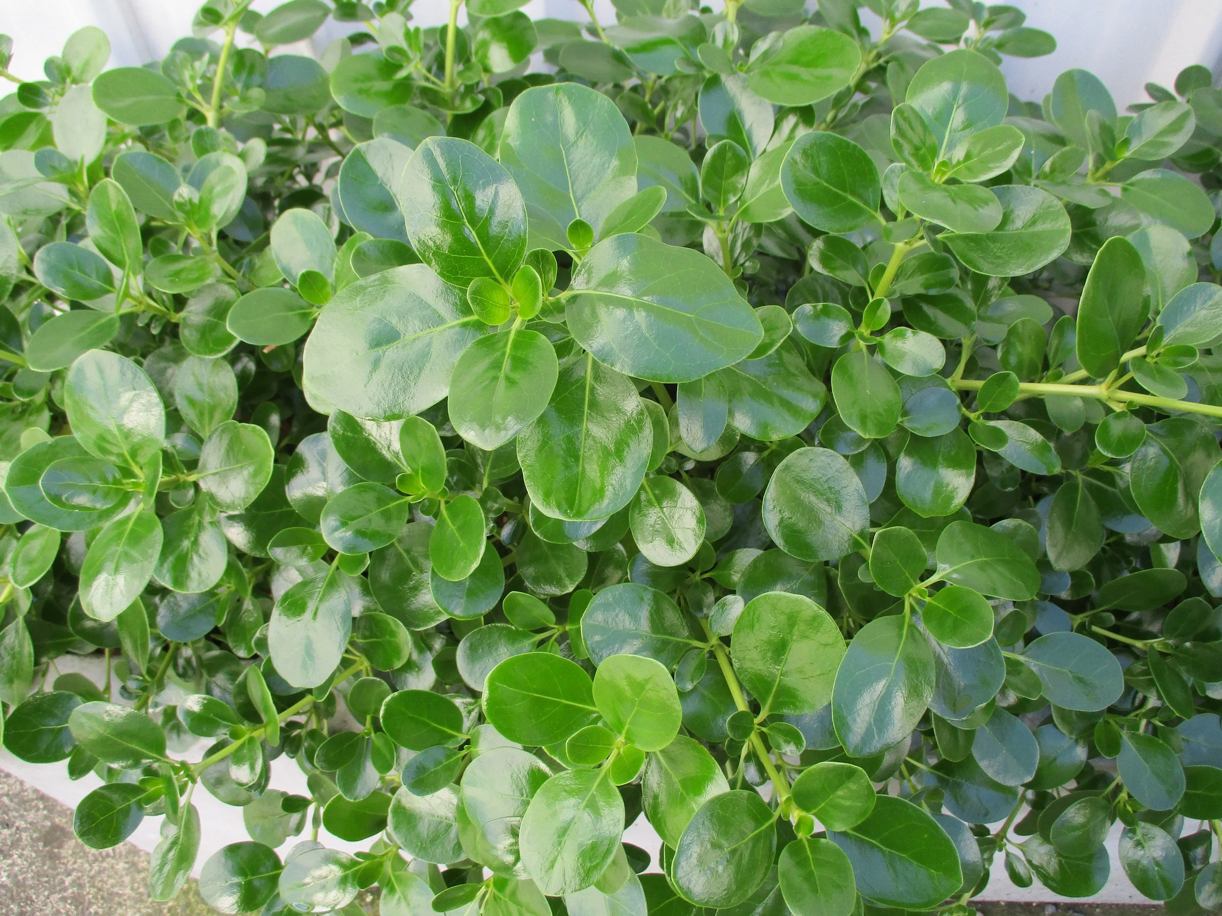 Coprosma 'Middlemore'