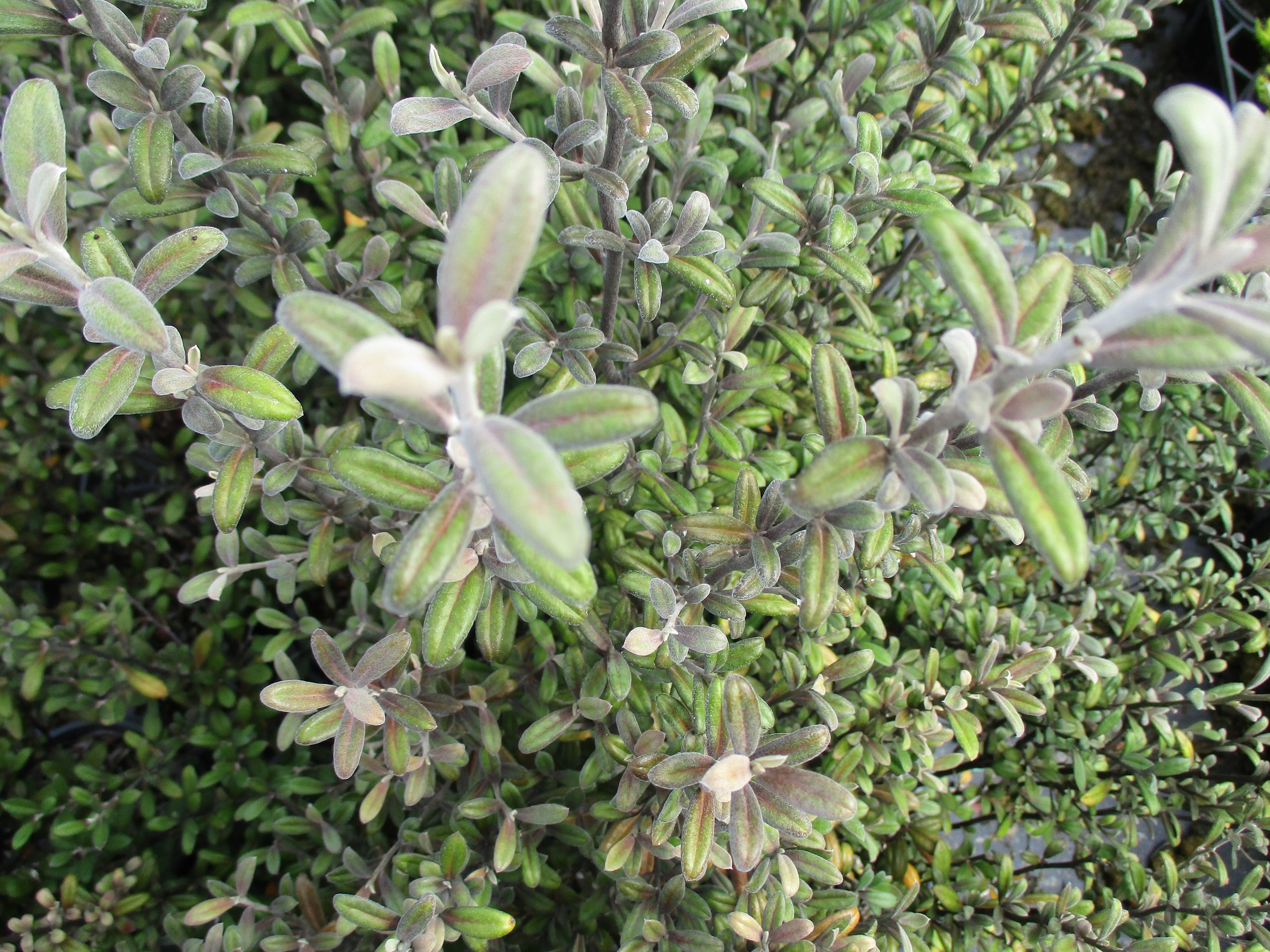 Corokia x virgata 'Frosted Chocolate'