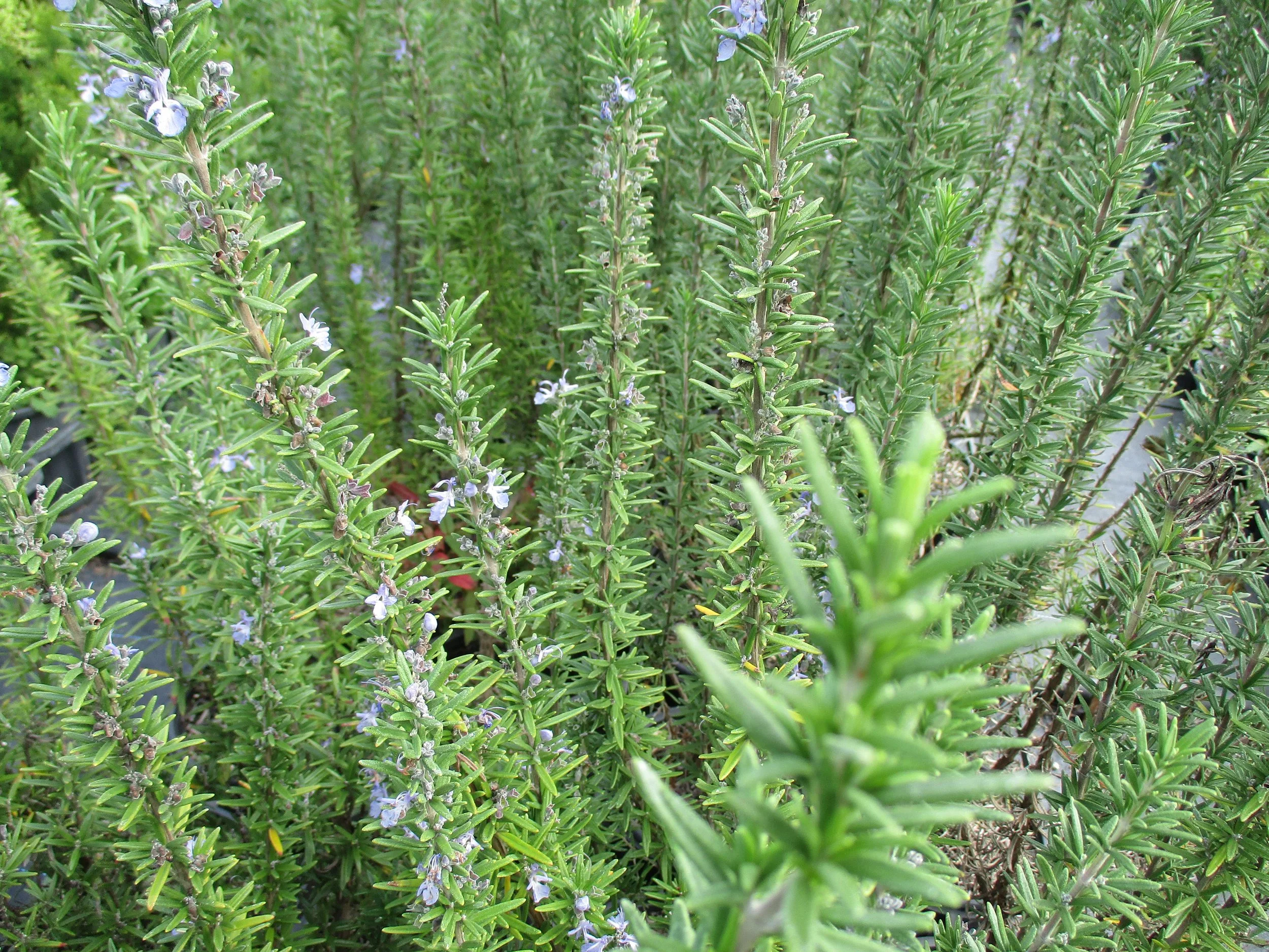 Rosmarinus 'Tuscan Blue'