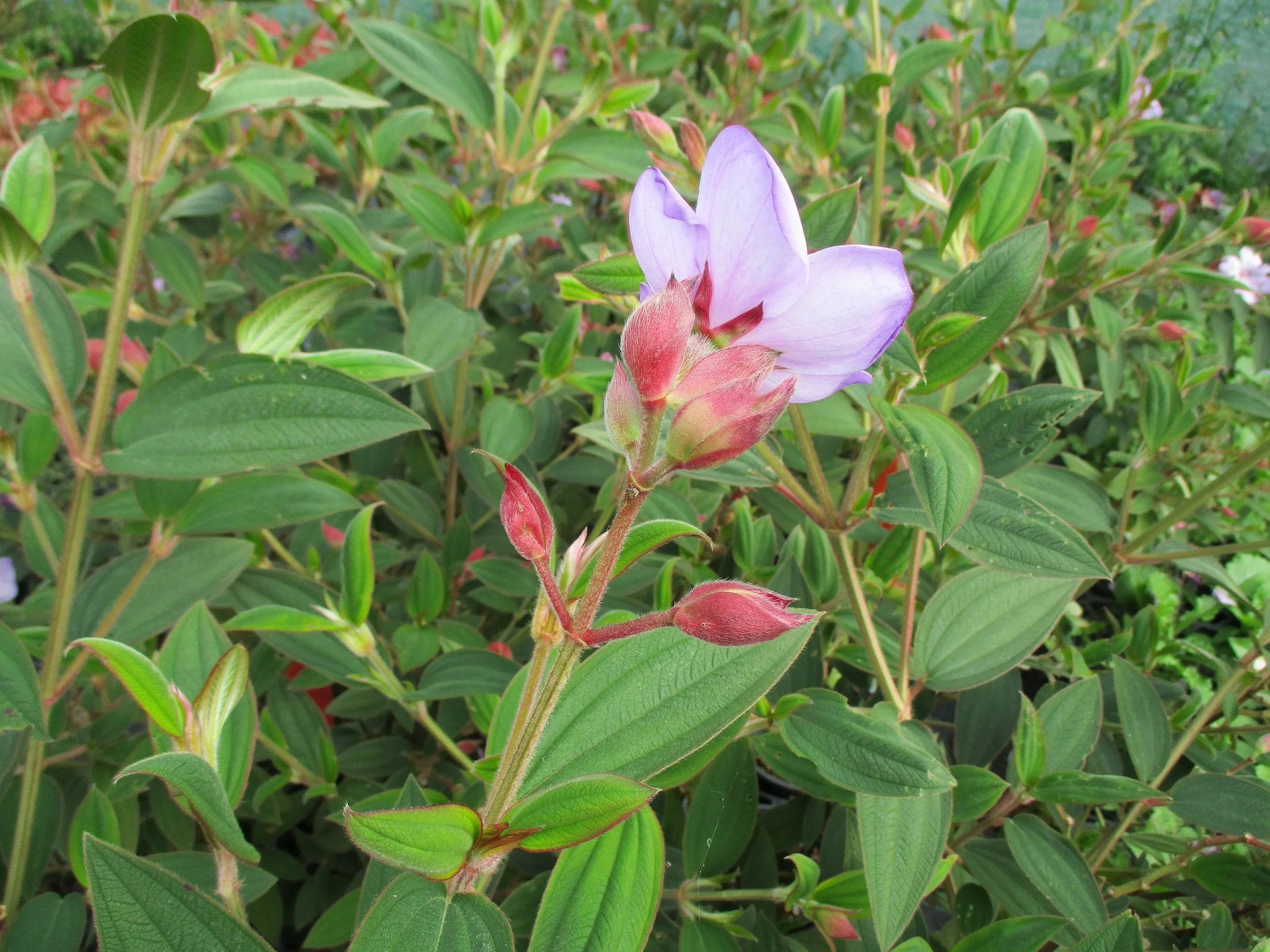 Tibouchina 'Blue Moon' (PVR)