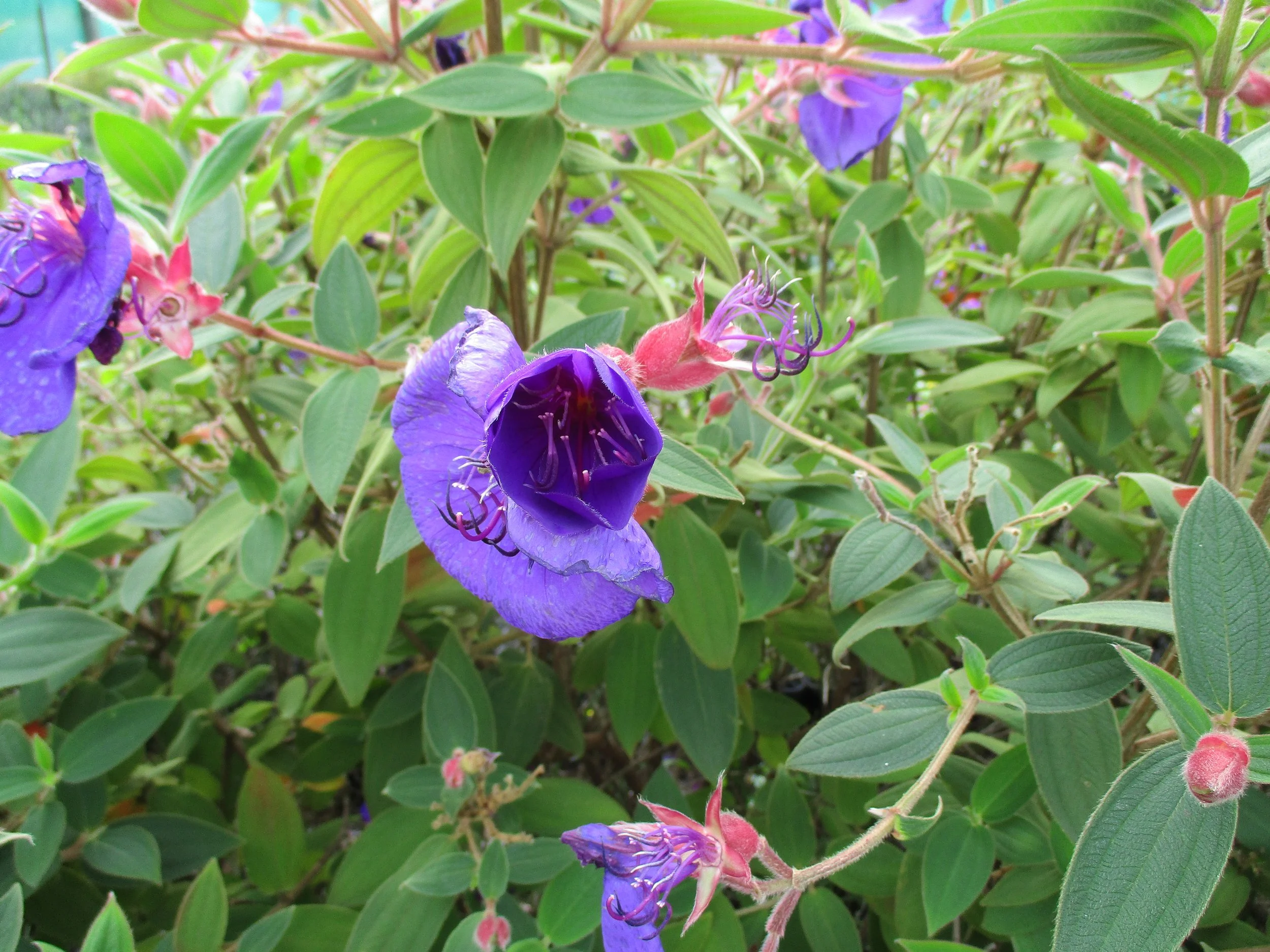 Tibouchina grandiflora