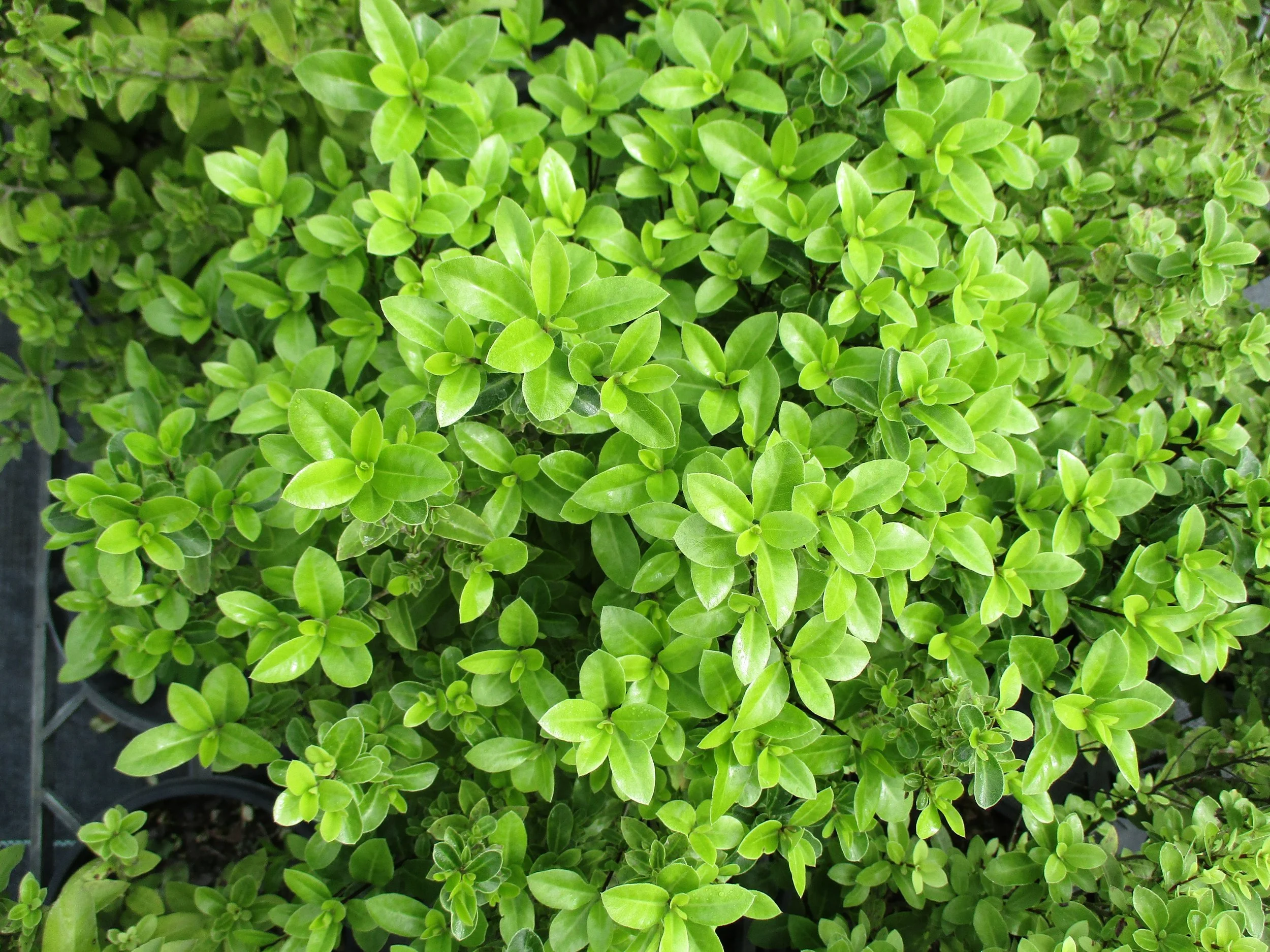 Pittosporum 'Fankie's Folly'