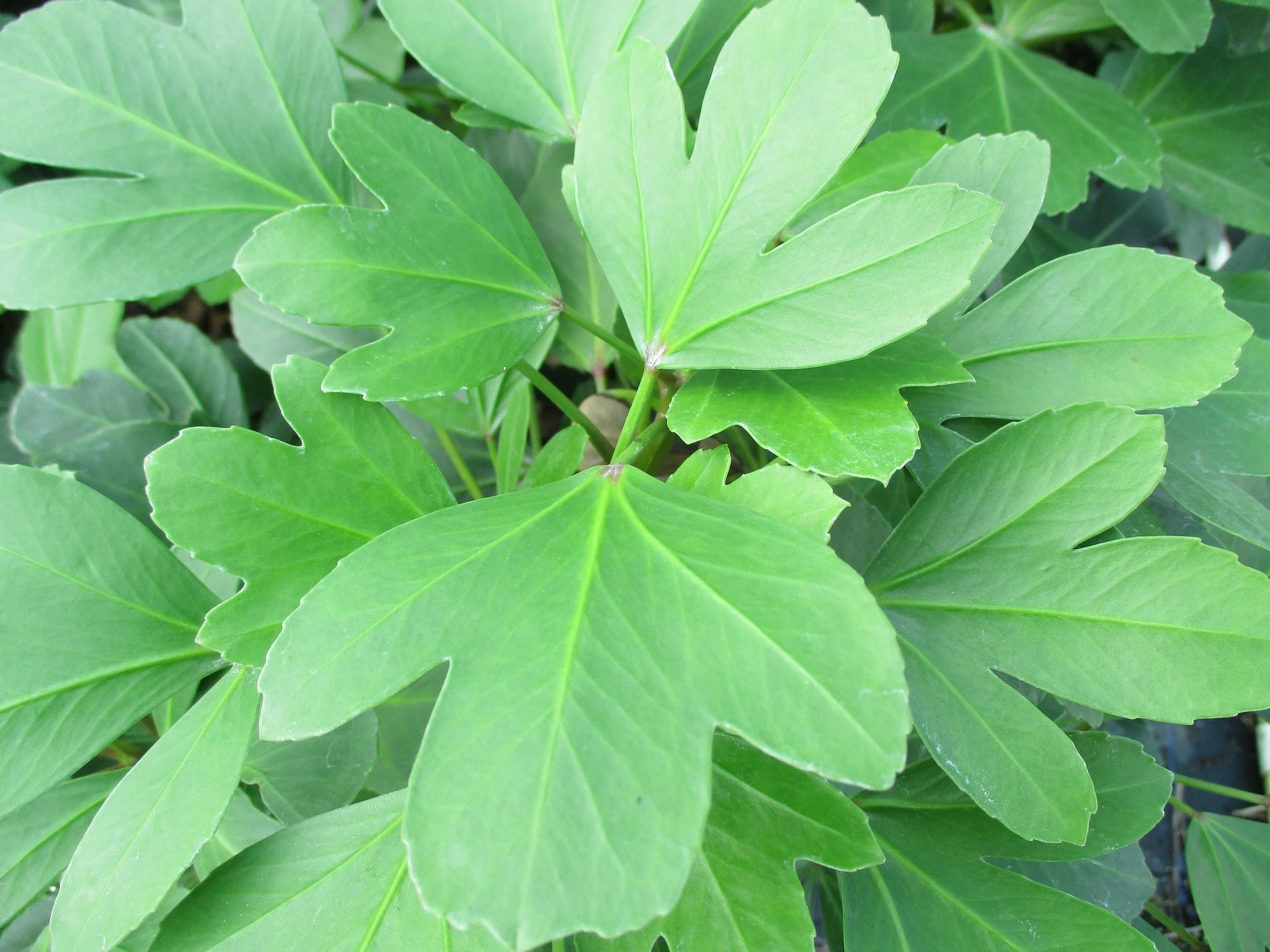 Pseudopanax 'Cyril Watson'