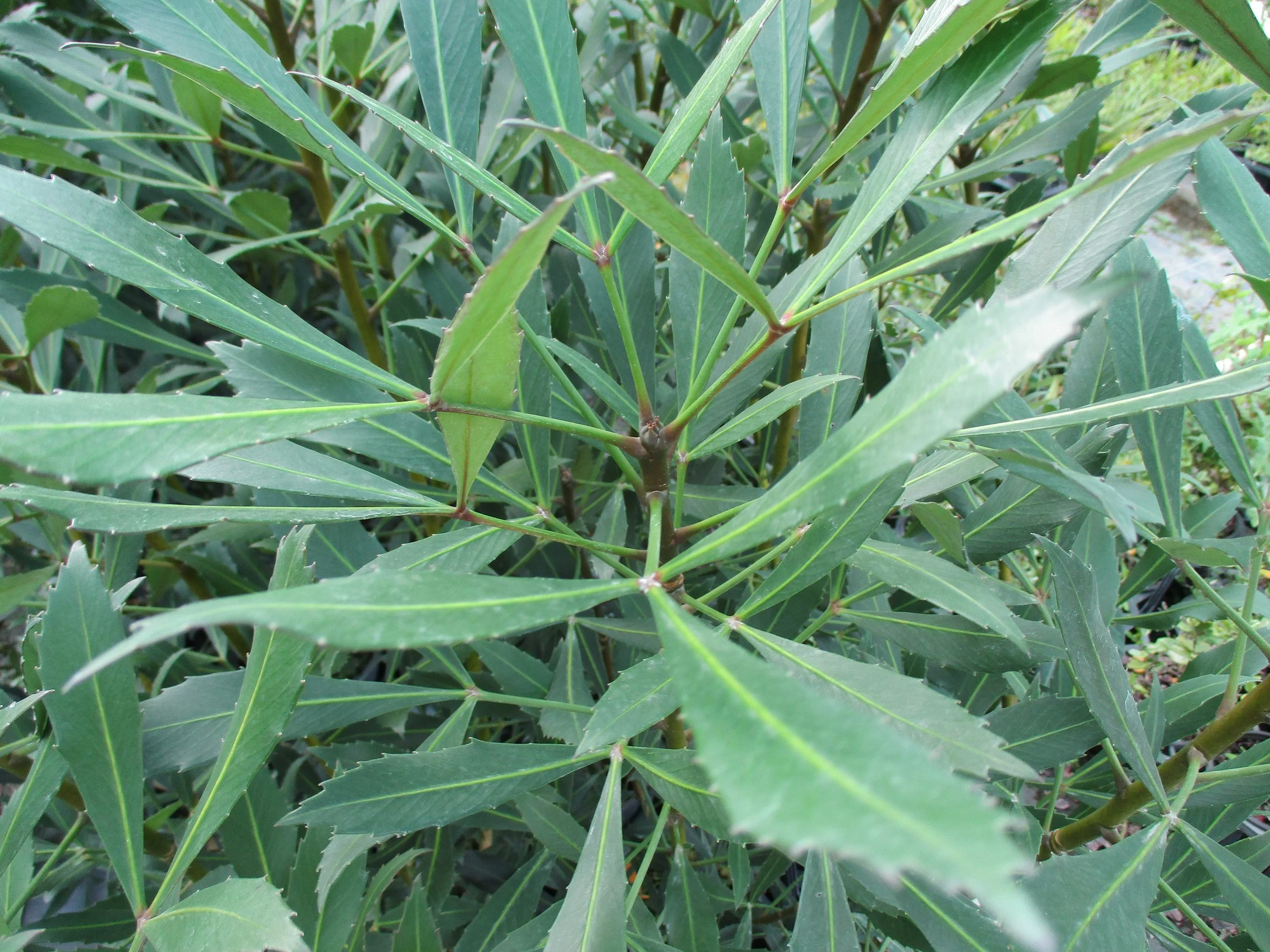 Pseudopanax lessonii ‘Moa's Toe’ (PVR)