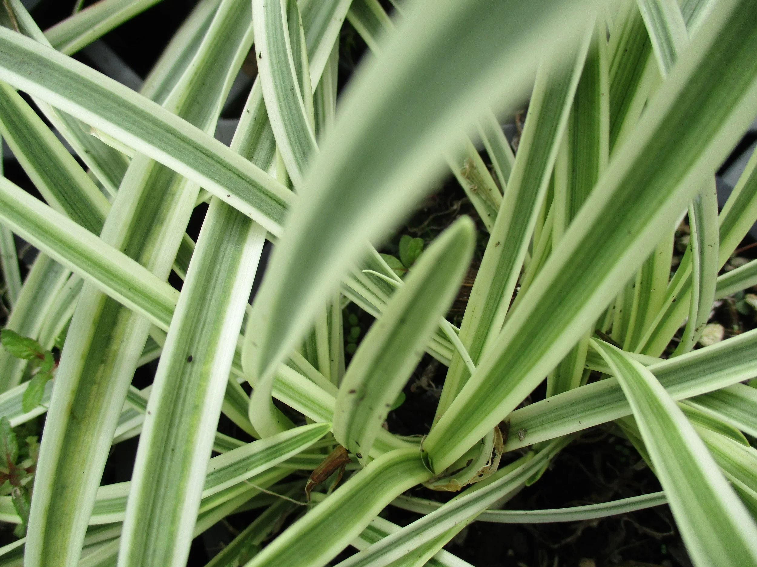 Agapanthus 'Golden Drop' (PVR)