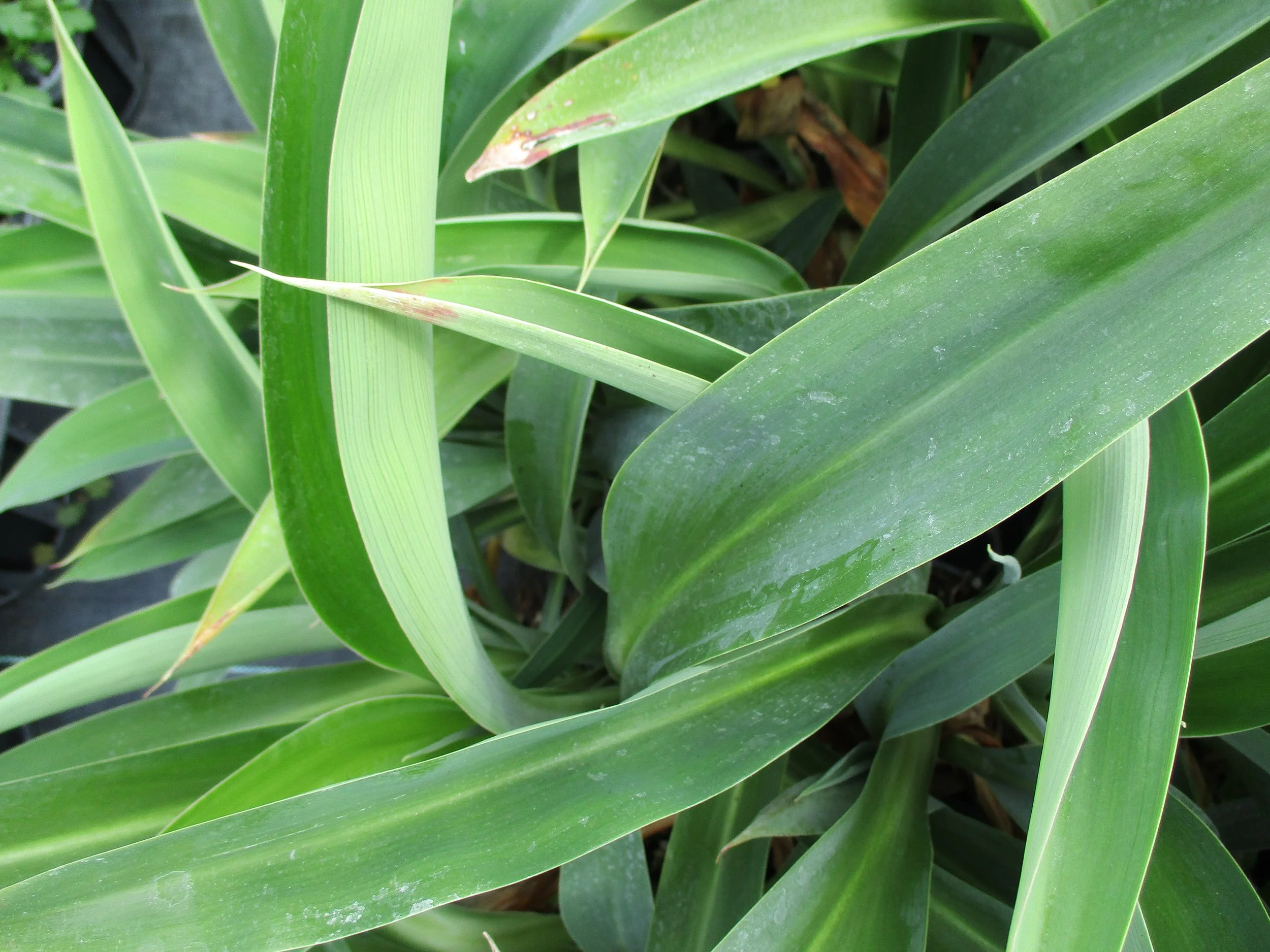 Arthropodium cirratum