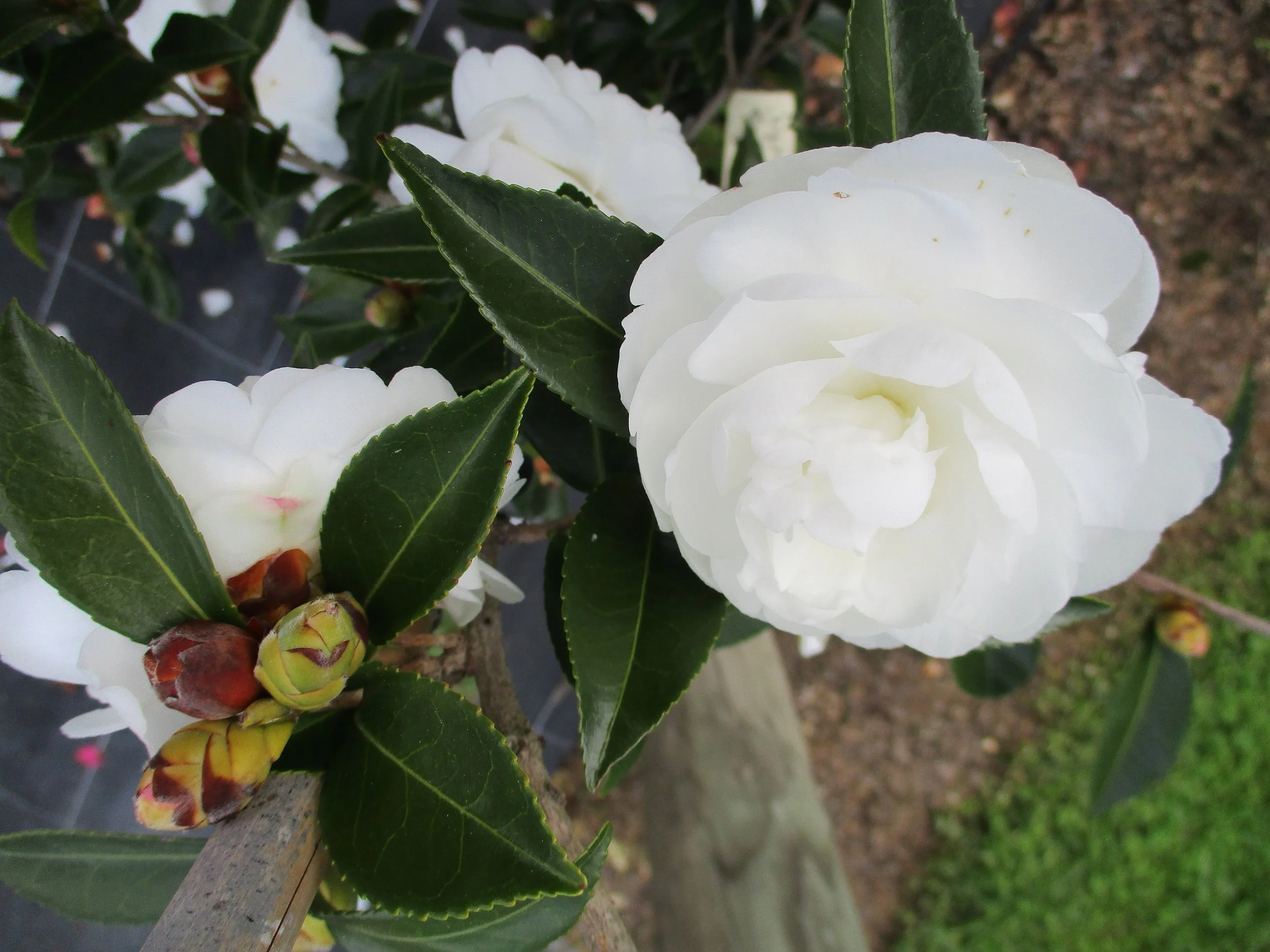 Camellia ‘Early Pearly’