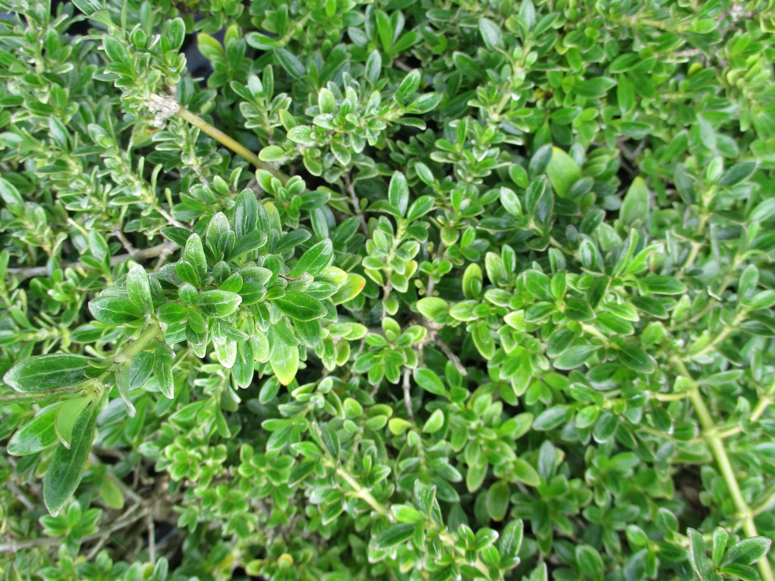 Coprosma 'Kirkii'