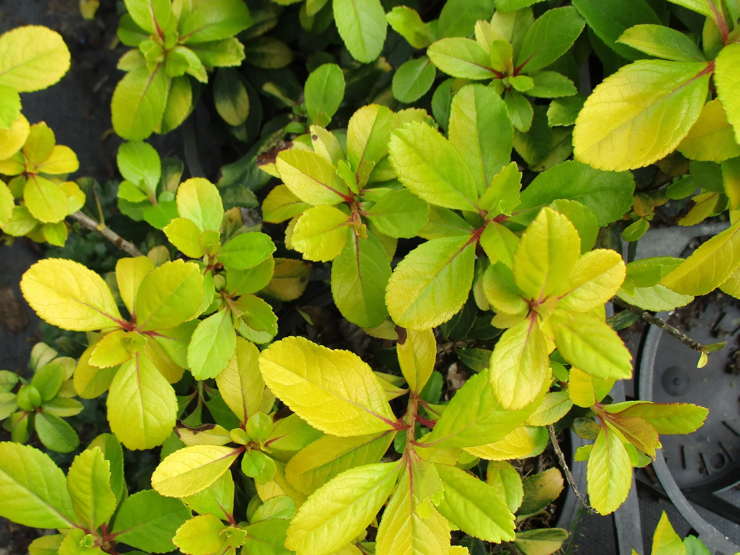 Escallonia ‘Gold Brian’