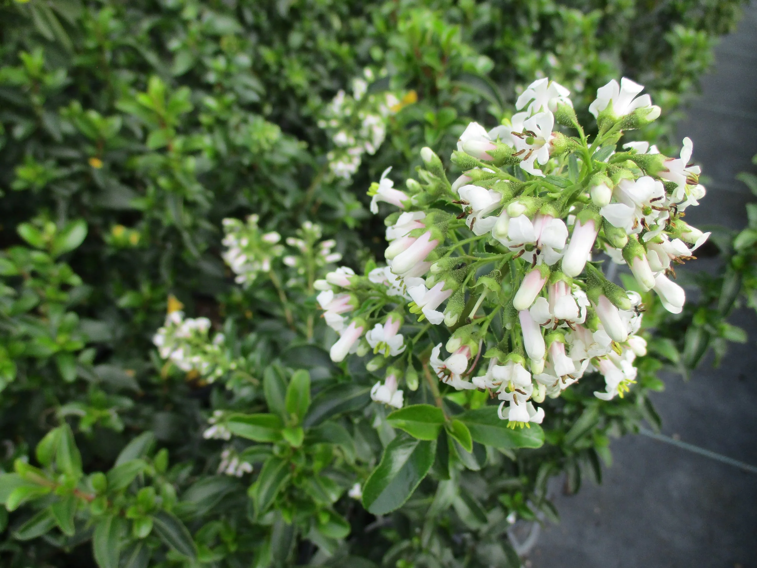 Escallonia 'White Profusion'