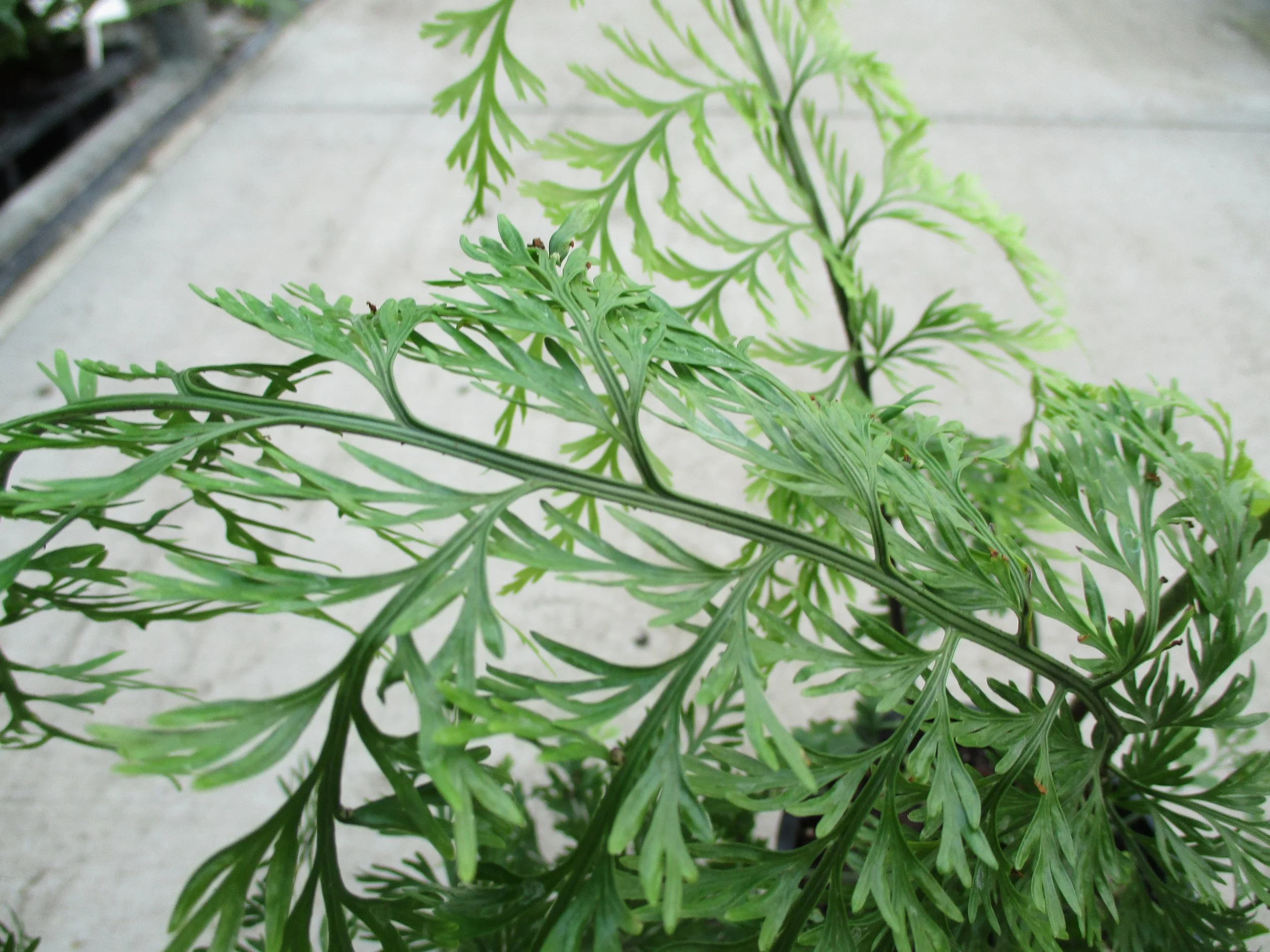 Asplenium bulbiferum