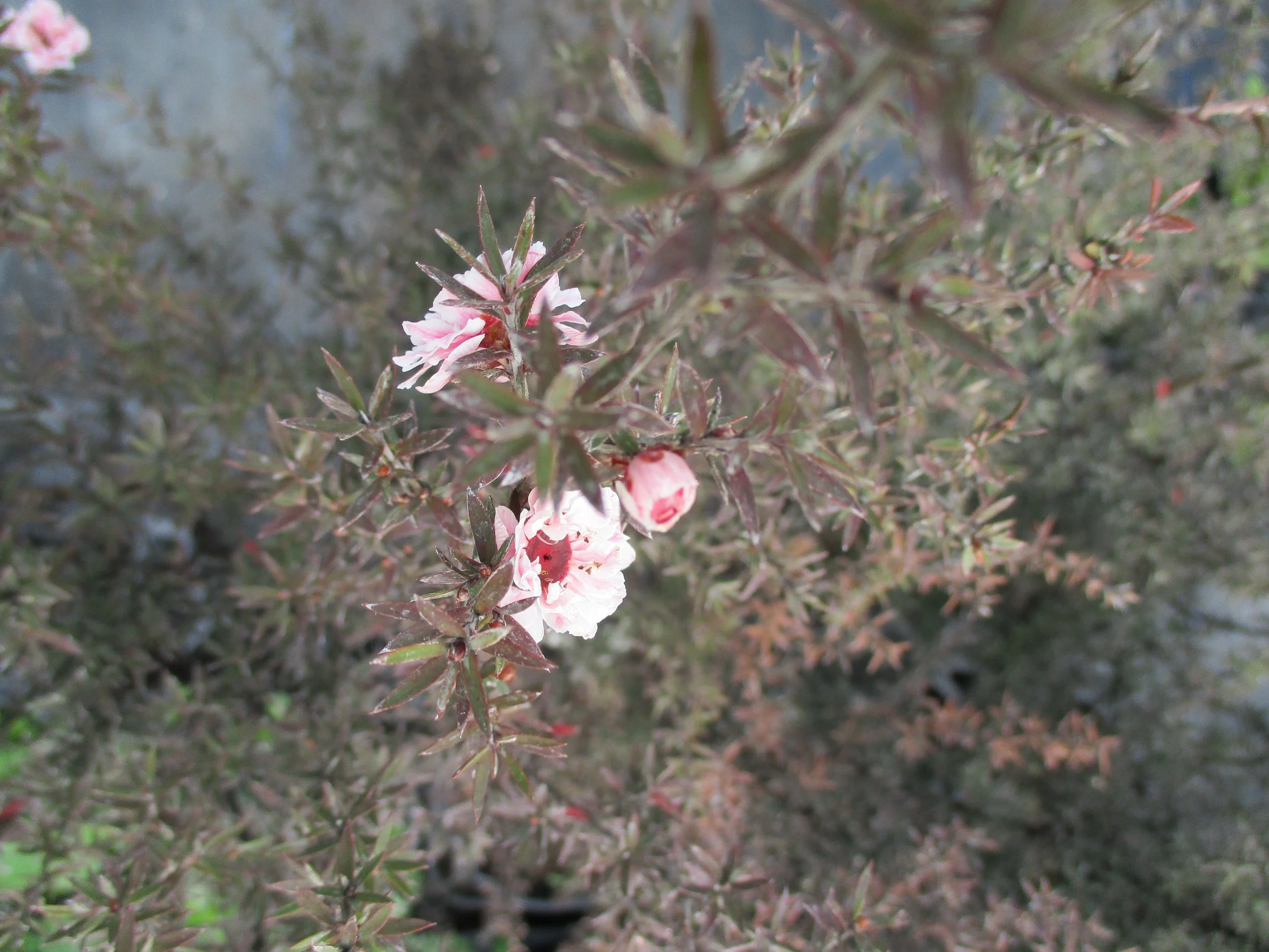 Leptospermum ‘Blossom’