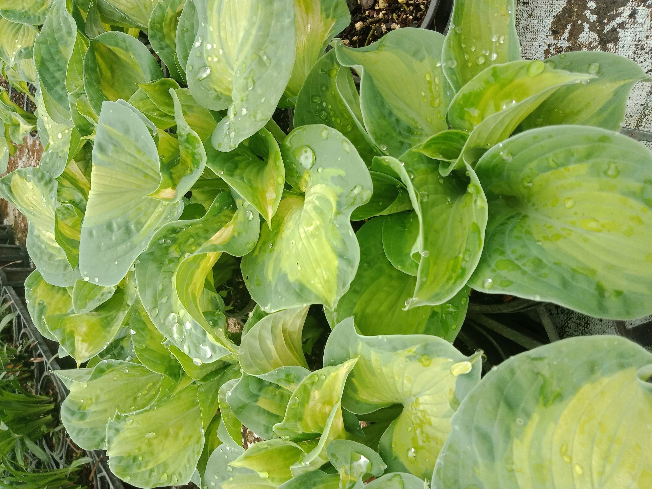 Hosta 'Colour Glory'