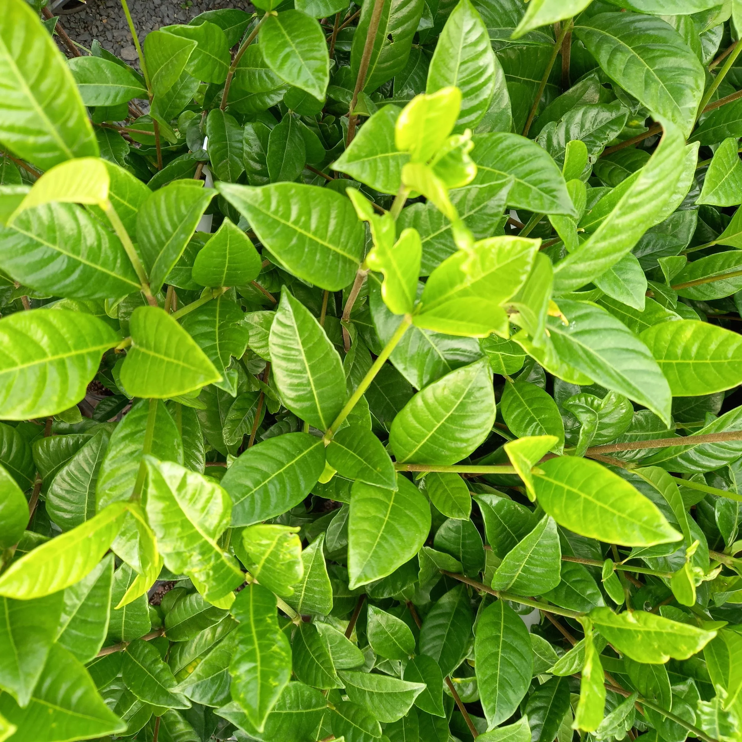 Gardenia 'Professor Pucci'