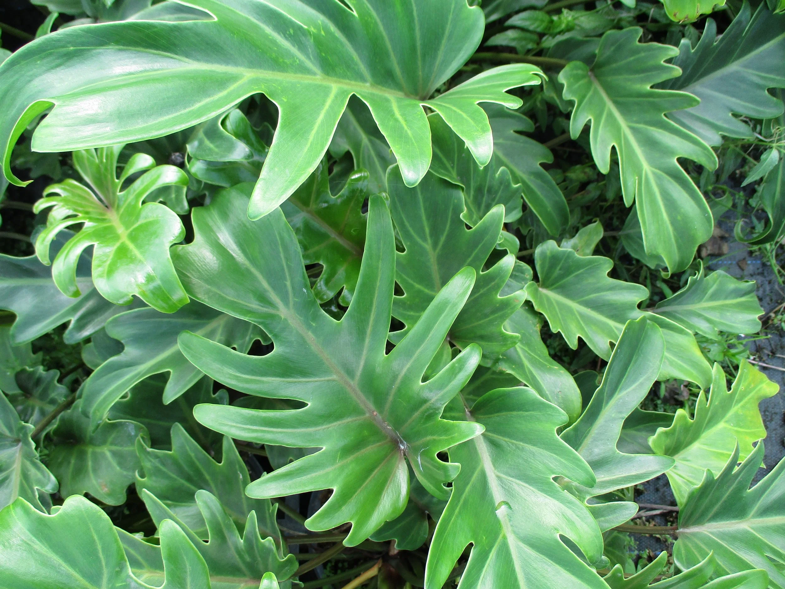 Philodendron ‘Xanadu’