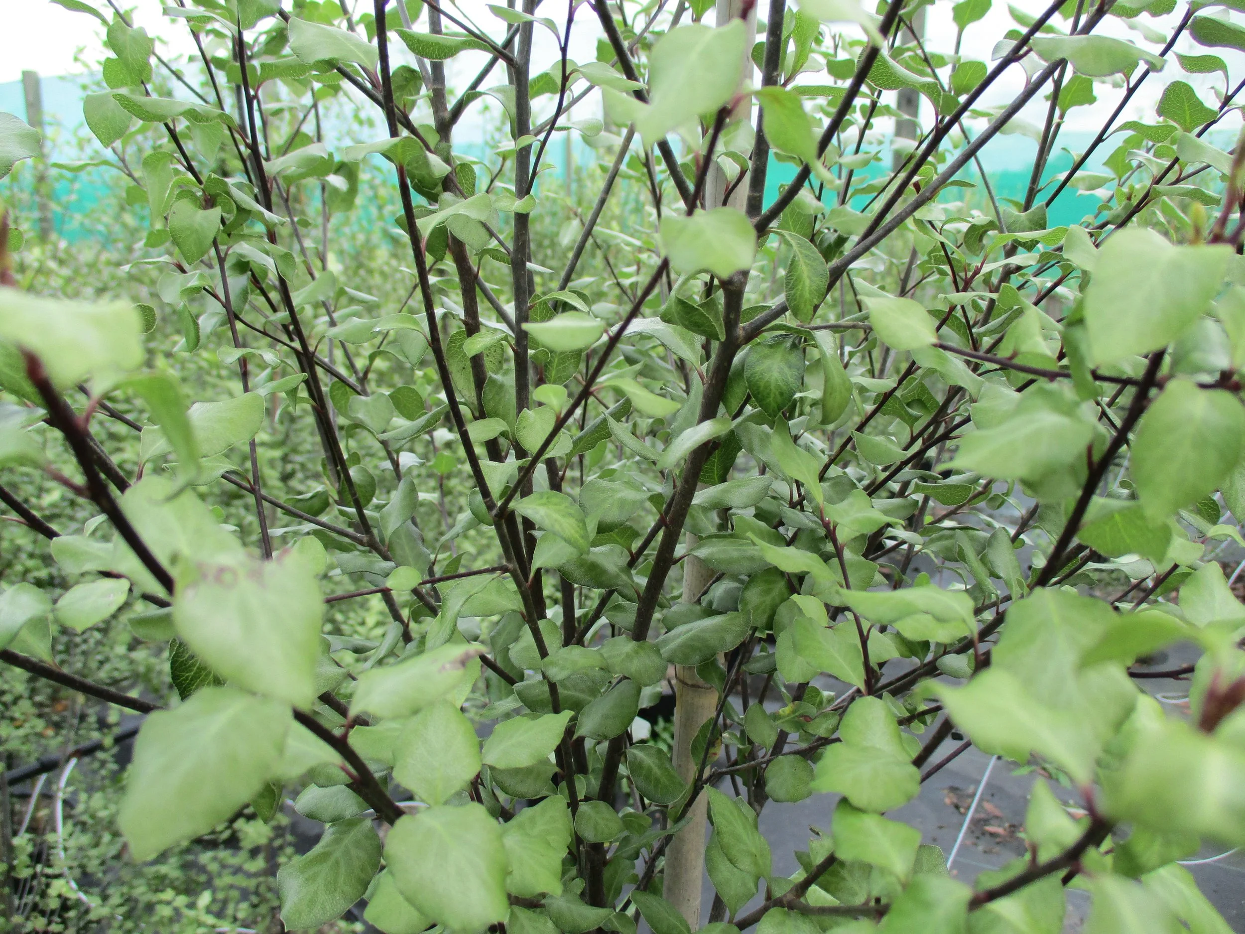 Pittosporum 'Silver Sheen'