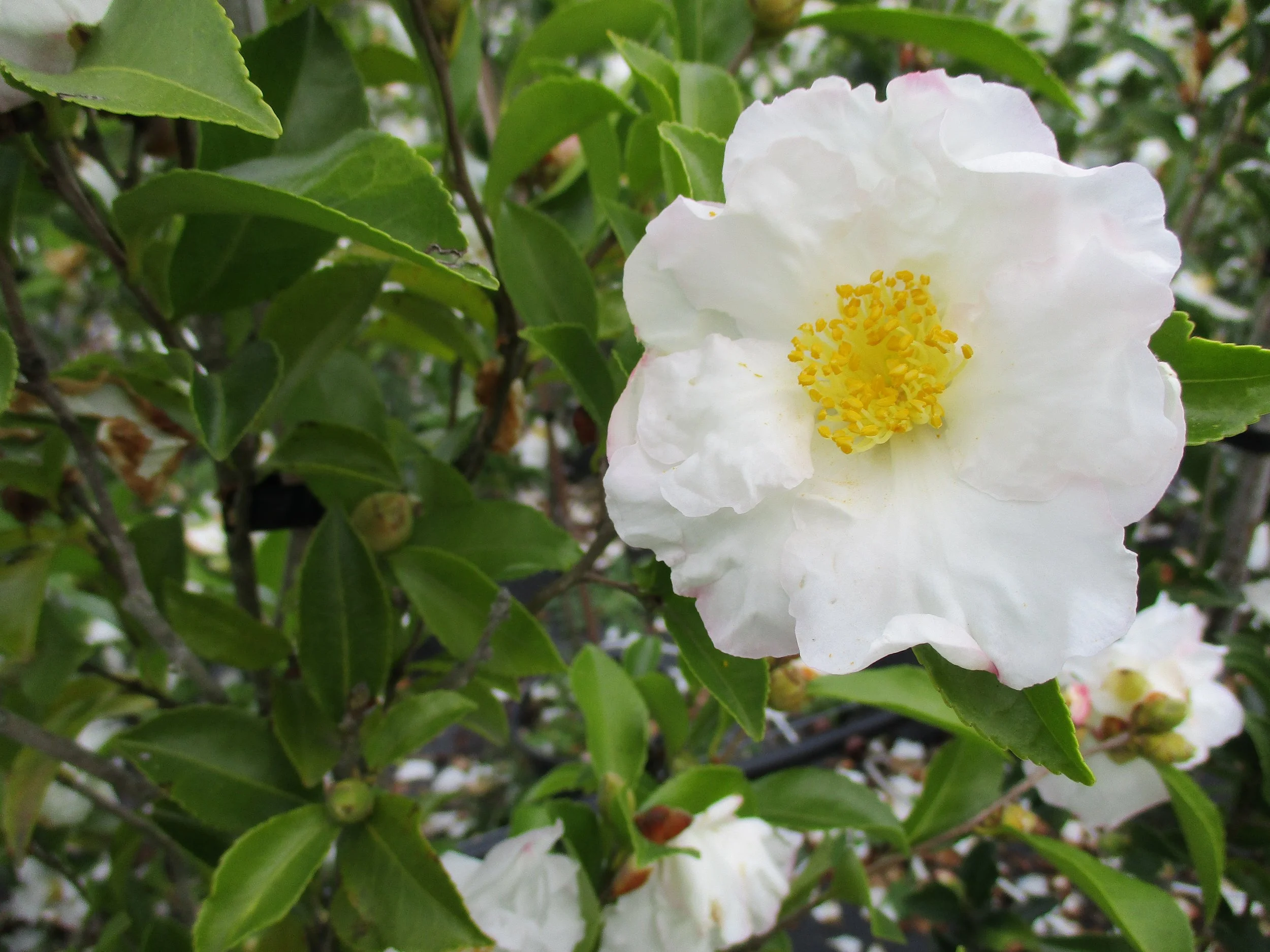 Camellia sasanqua 'Setsugekka'