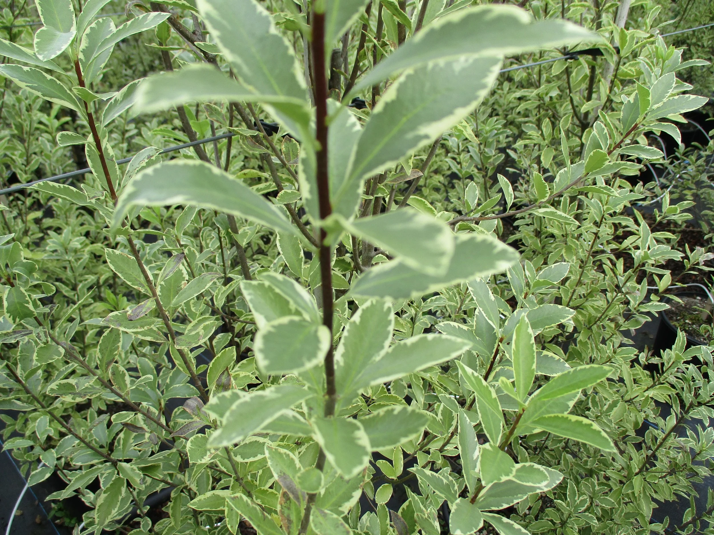 Pittosporum tenuifolium 'Variegatum'
