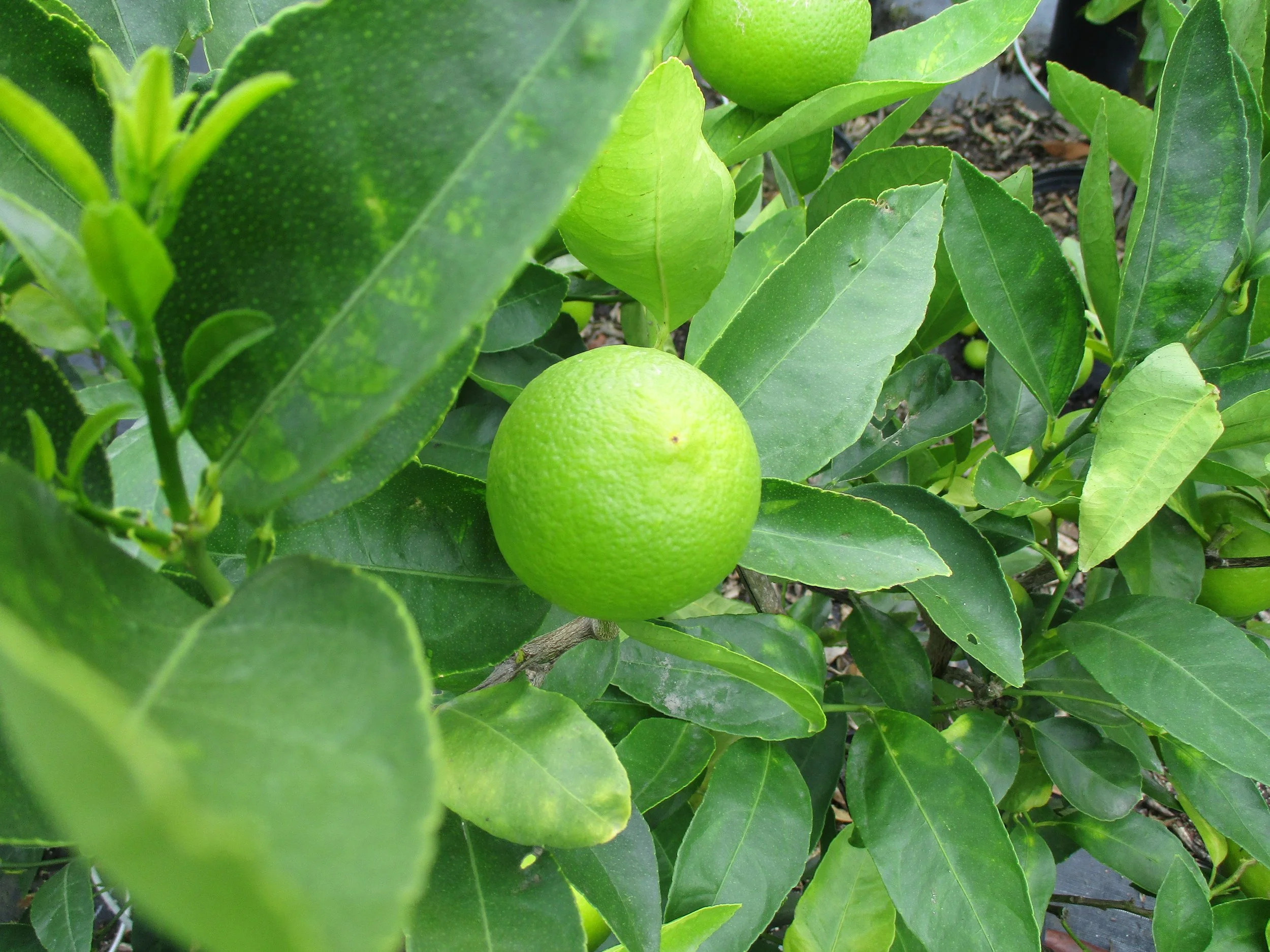 Lemon 'Meyer'