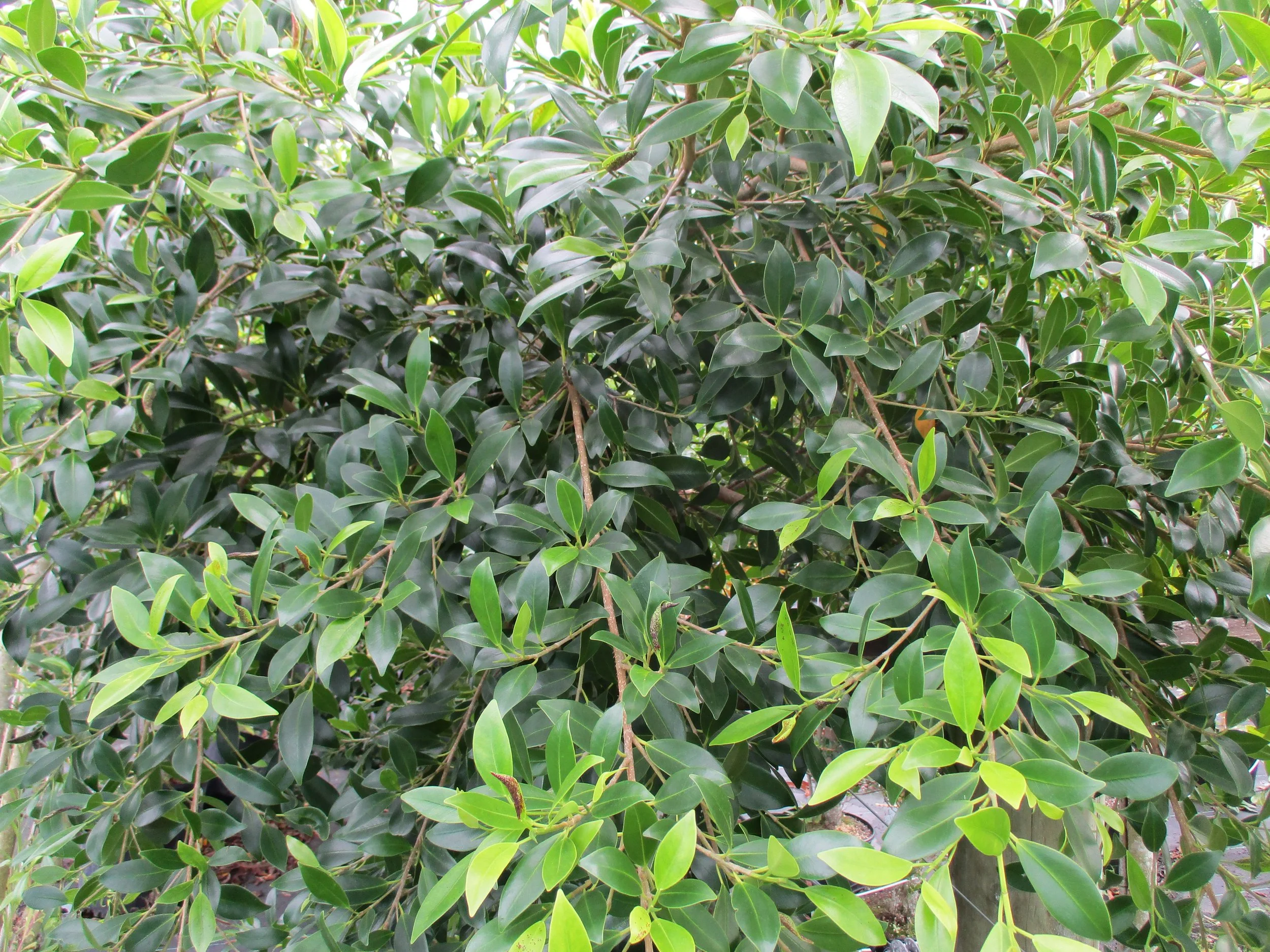 Ficus microcarpa ‘Hillii’