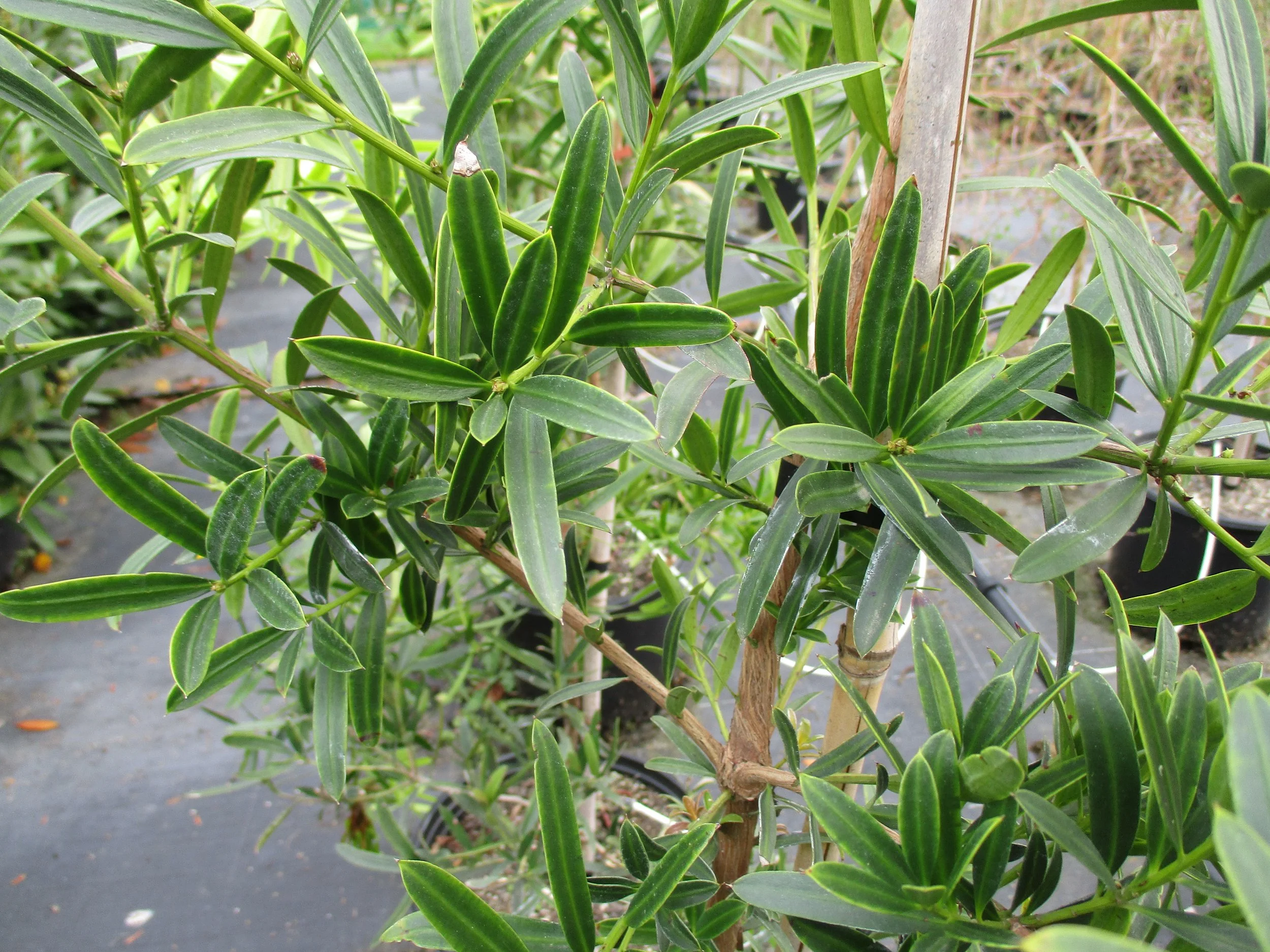 Podocarpus gracilior