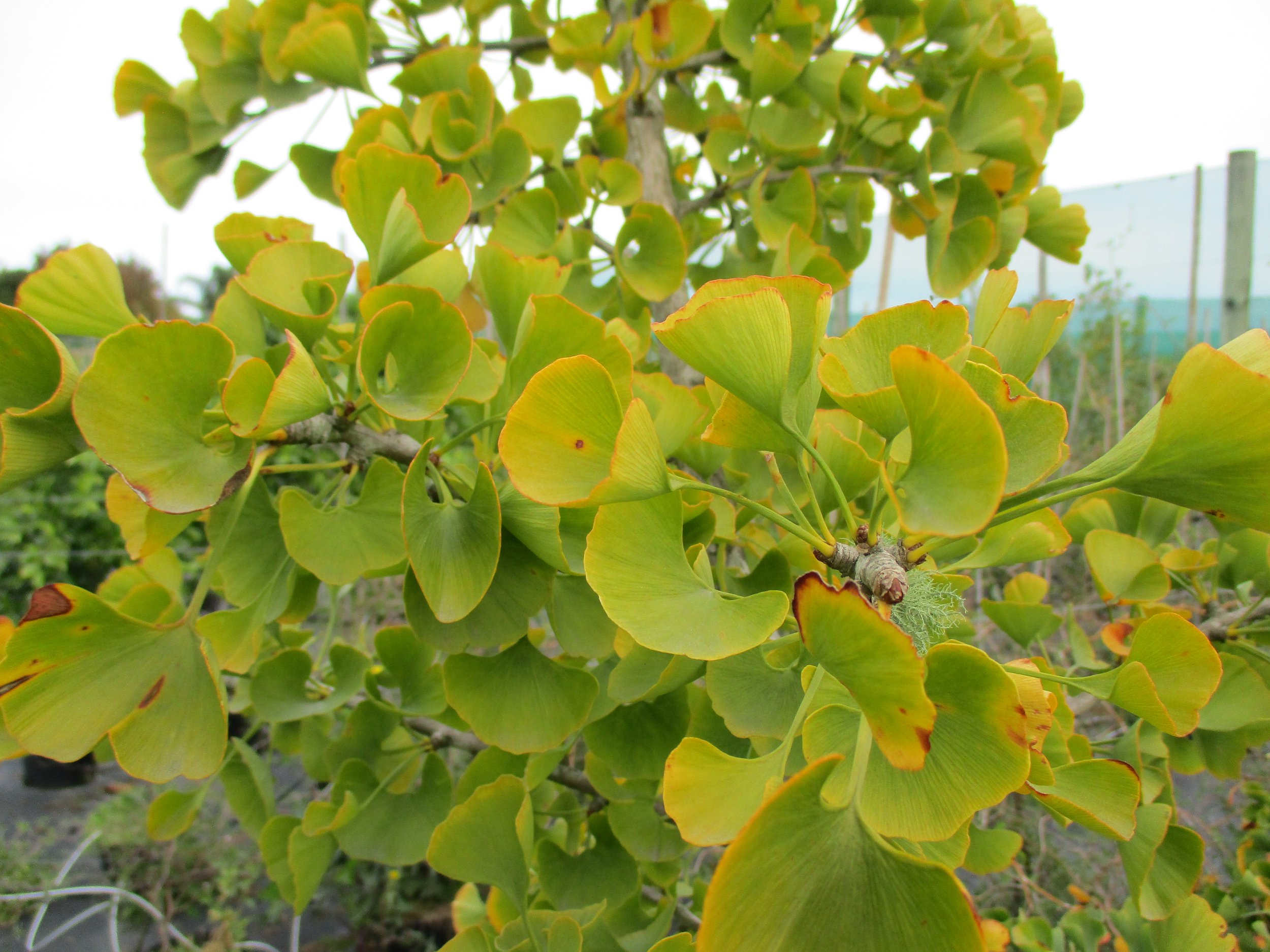 Ginkgo biloba