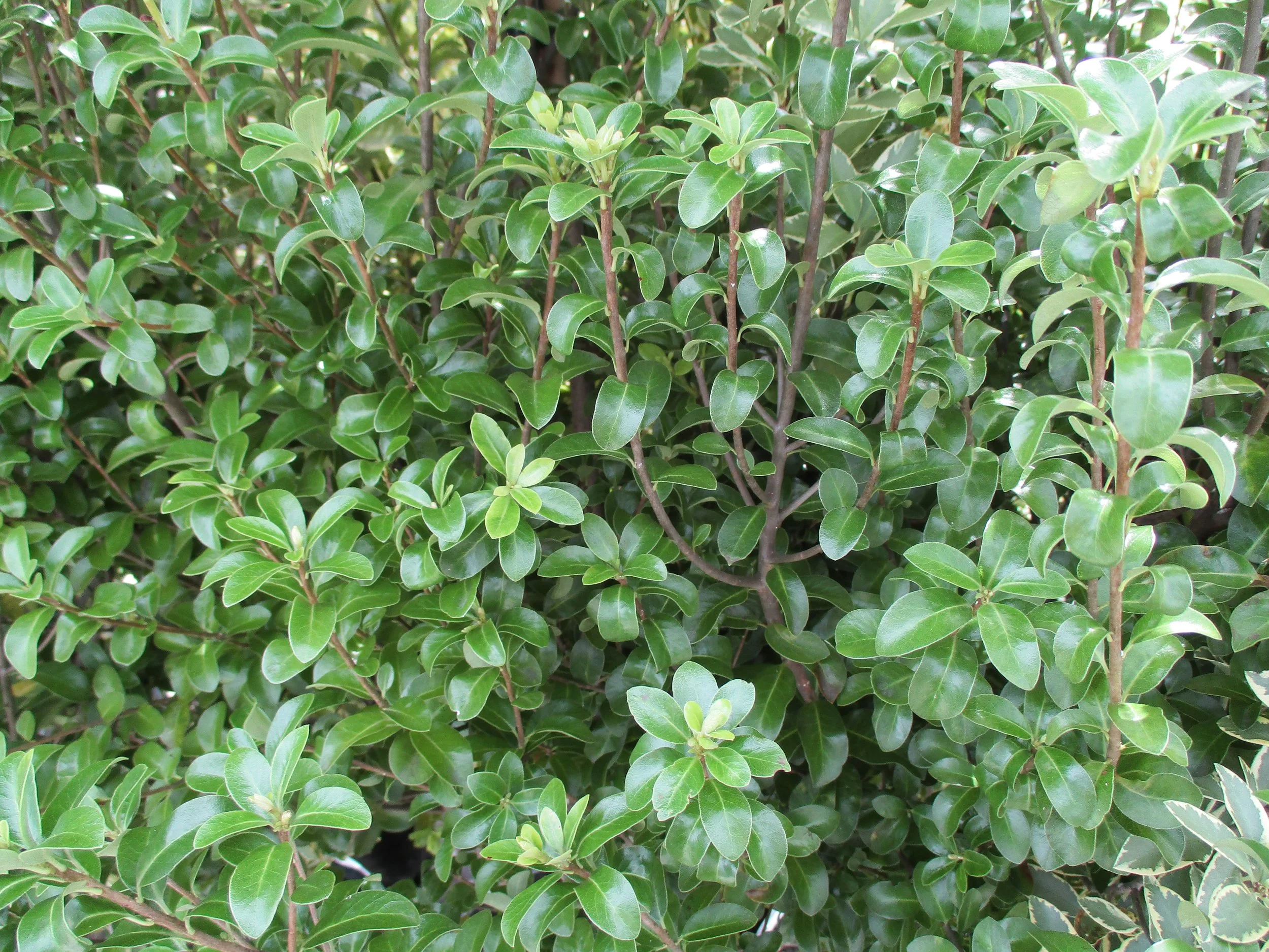 Pittosporum 'Mountain Green'