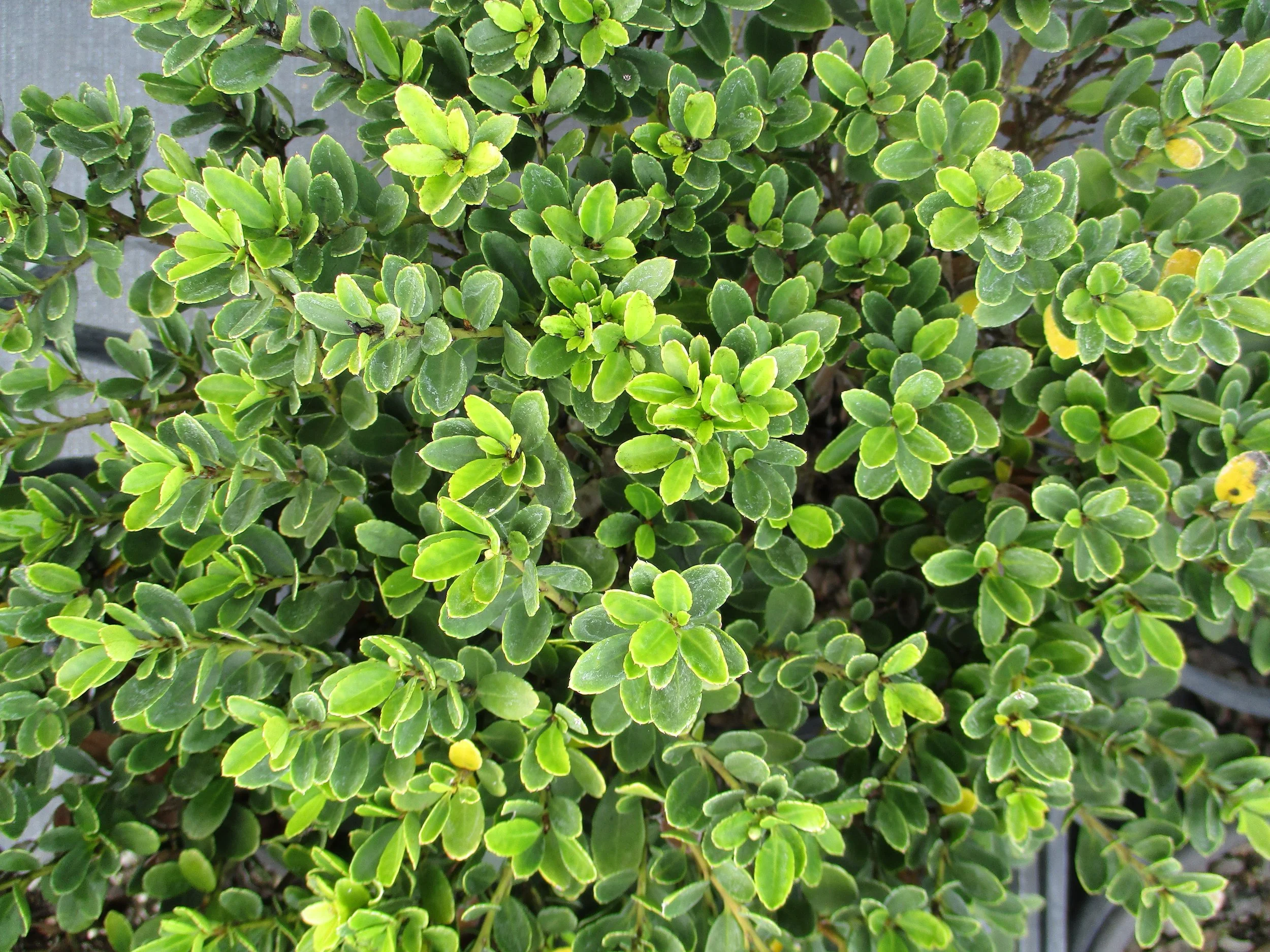 Ilex crenata