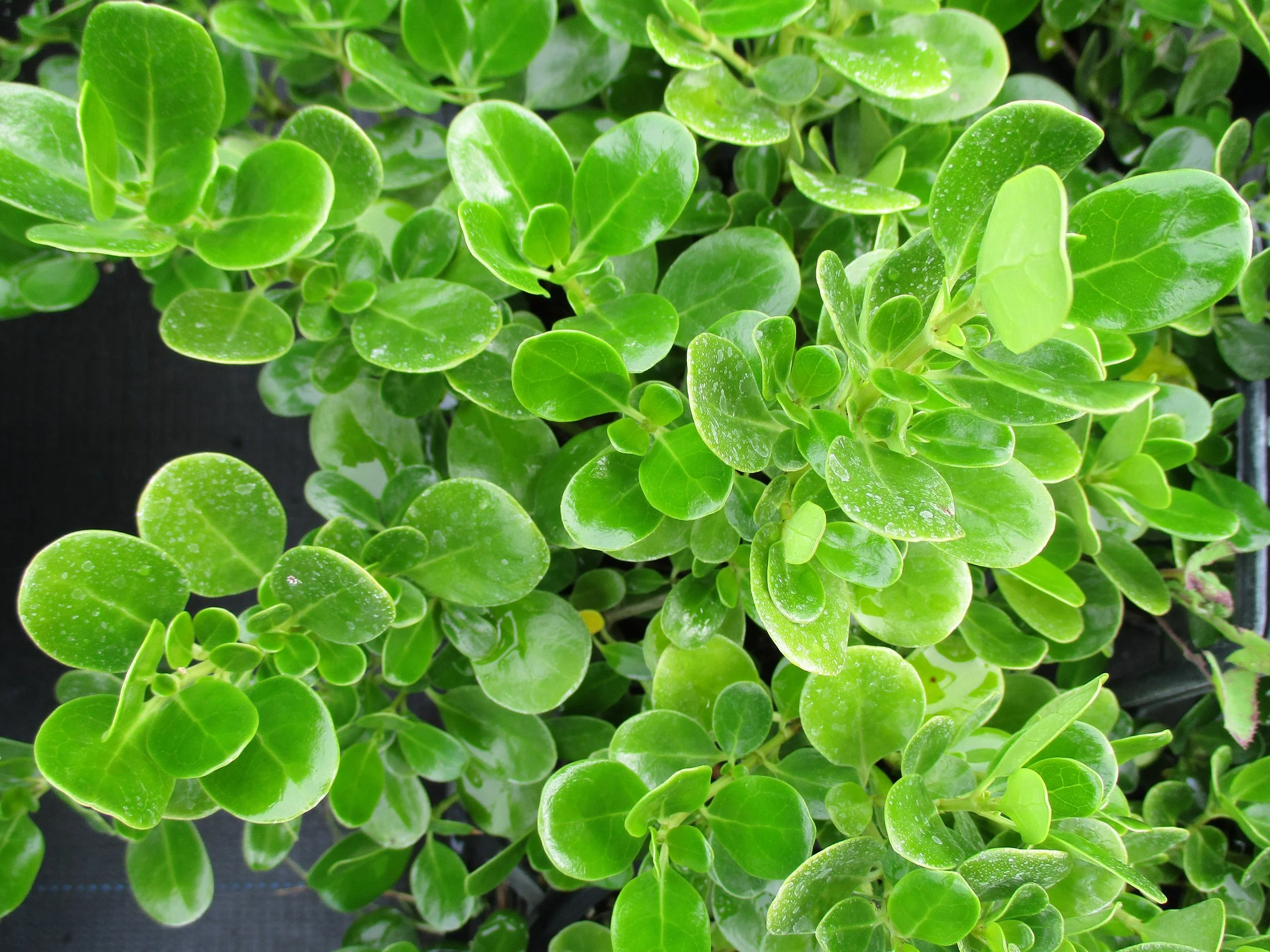 Coprosma repens 'Poor Knights'