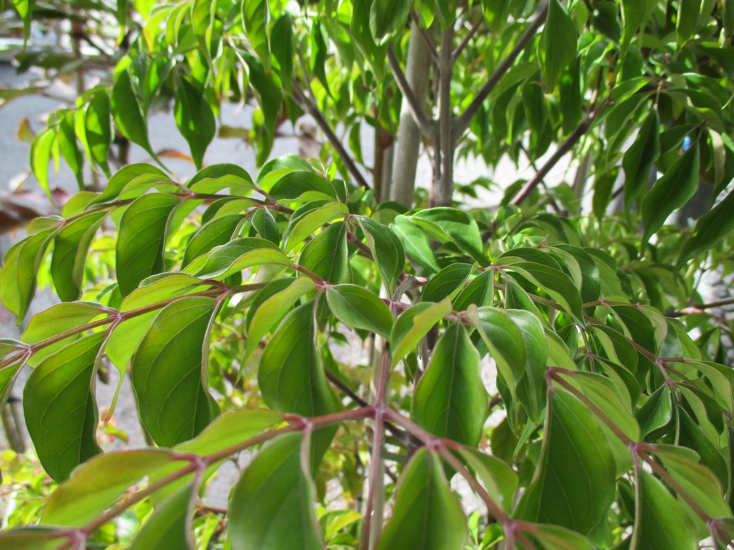 Radermachera sinica ‘China Doll’