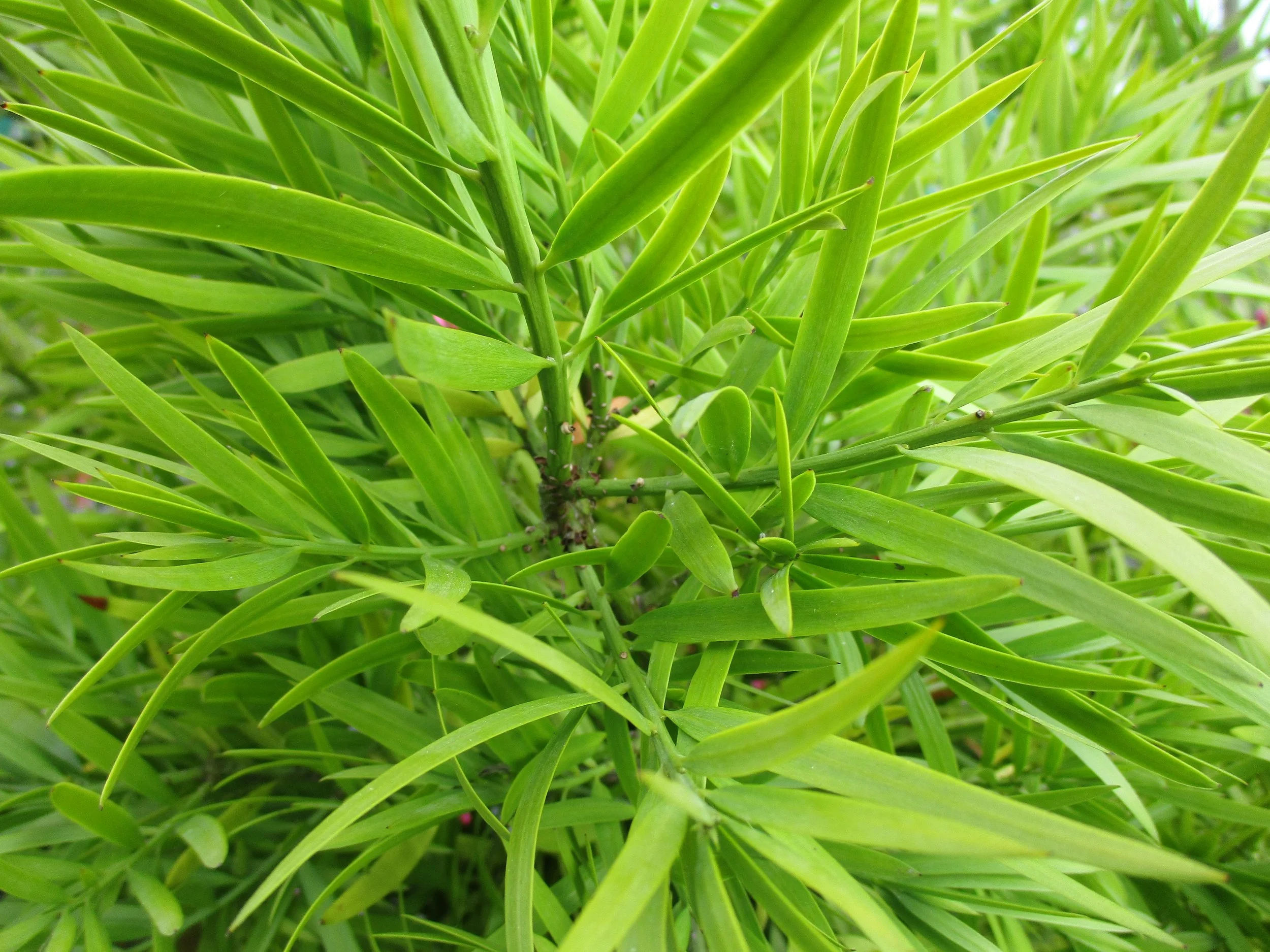 Podocarpus macrophyllus