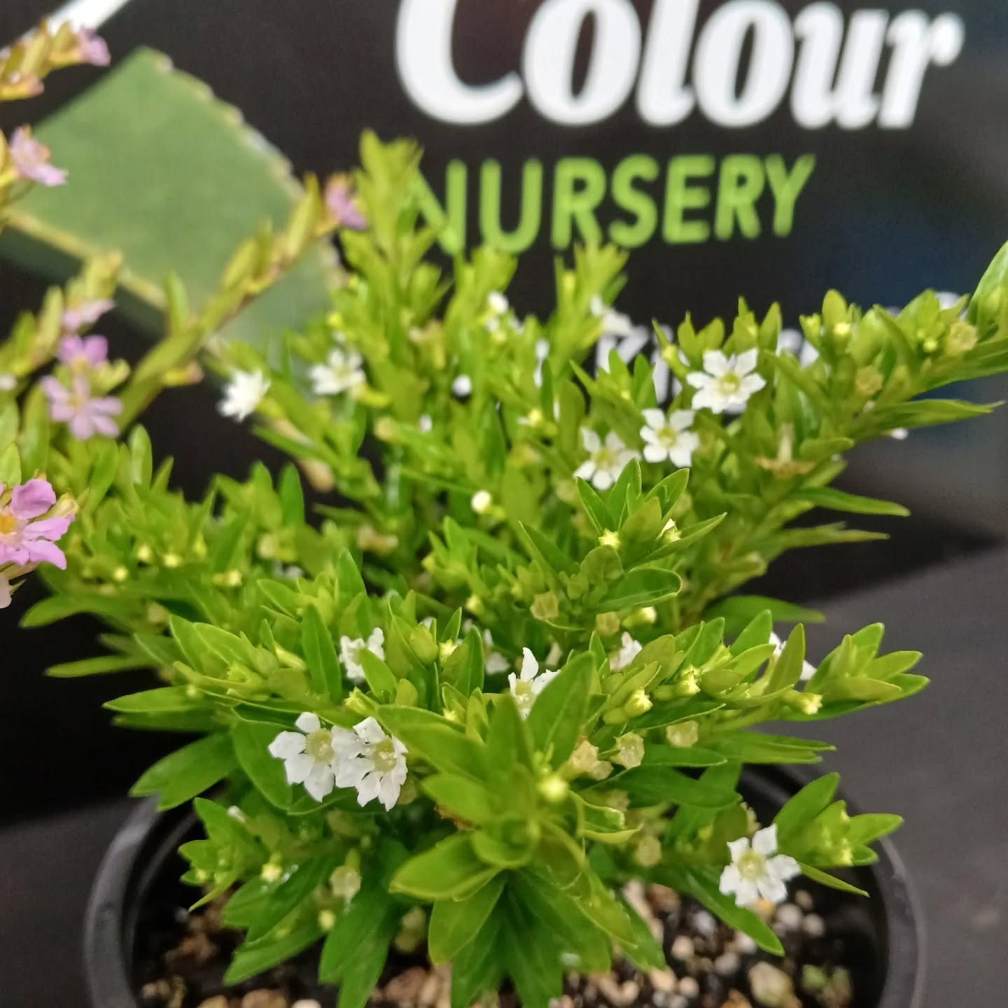 cupshea with branding behind.jfif