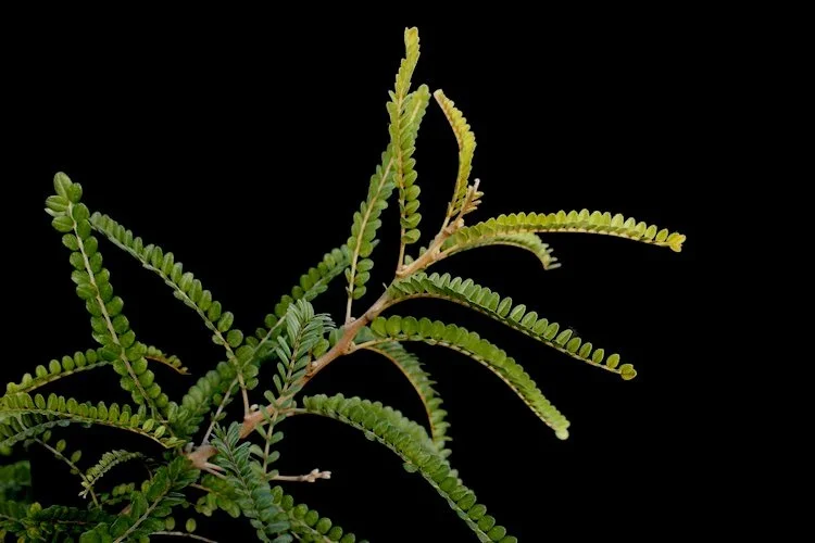 kowhai-black-bg.jpg