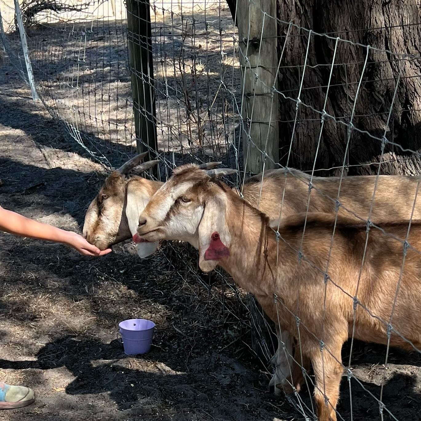 The opportunity to meet and feed farm animals is a big highlight on family tours.