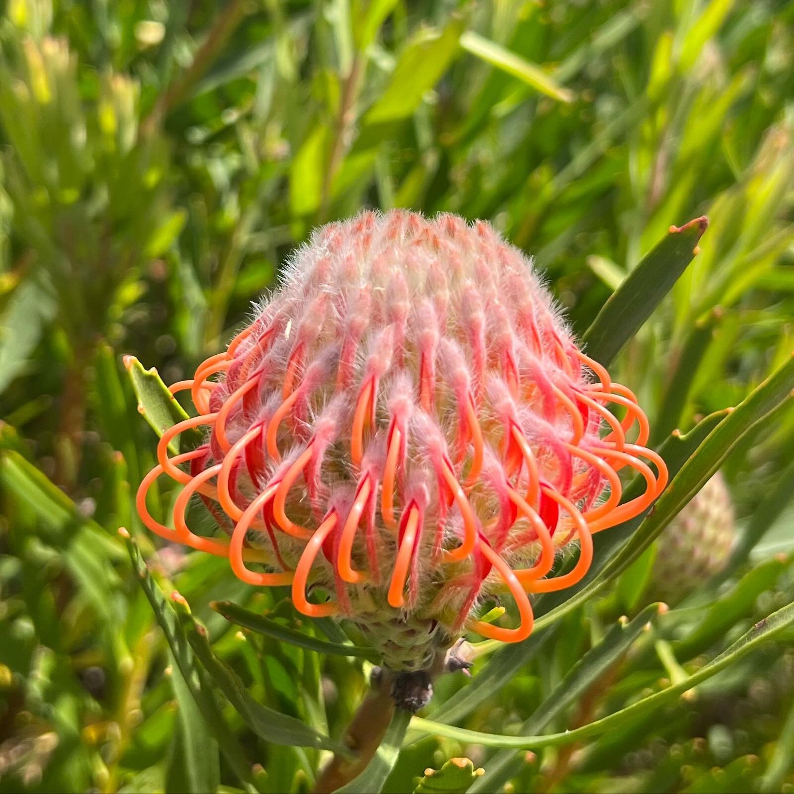 An eye catcher of a pin cushion protea. Our south west region is identical in climate to the Cape Floristic region in South Africa, where the proteas originate from. Visit beautiful local proteas farms on tour.