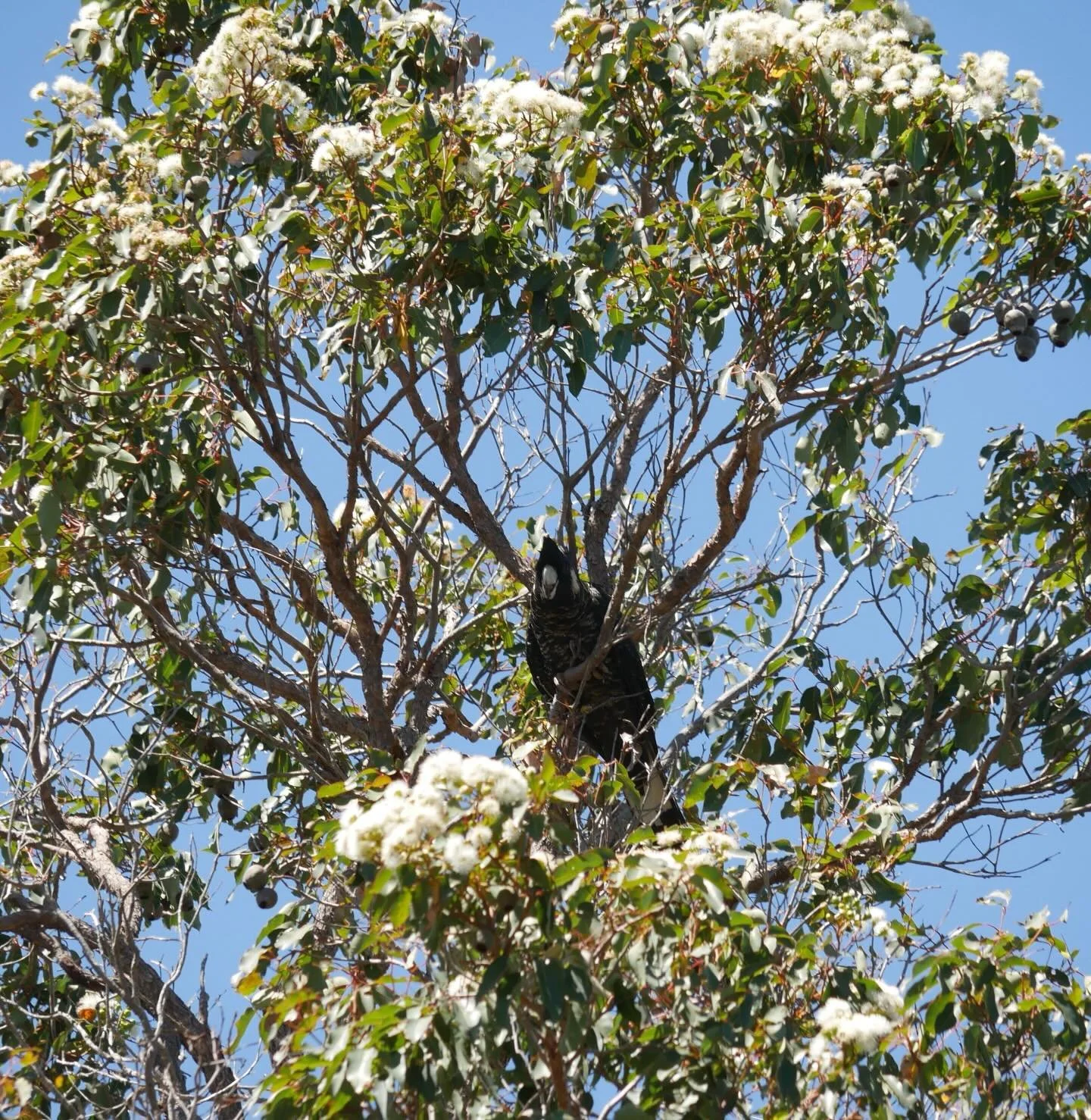 A beautiful Baudins Black Cockatoo having a feast in a flowering Marri tree. #birdsofaustralia🐦 #baudinsblackcockatoo #birdseyeview #naturevibes #margaretriverregion