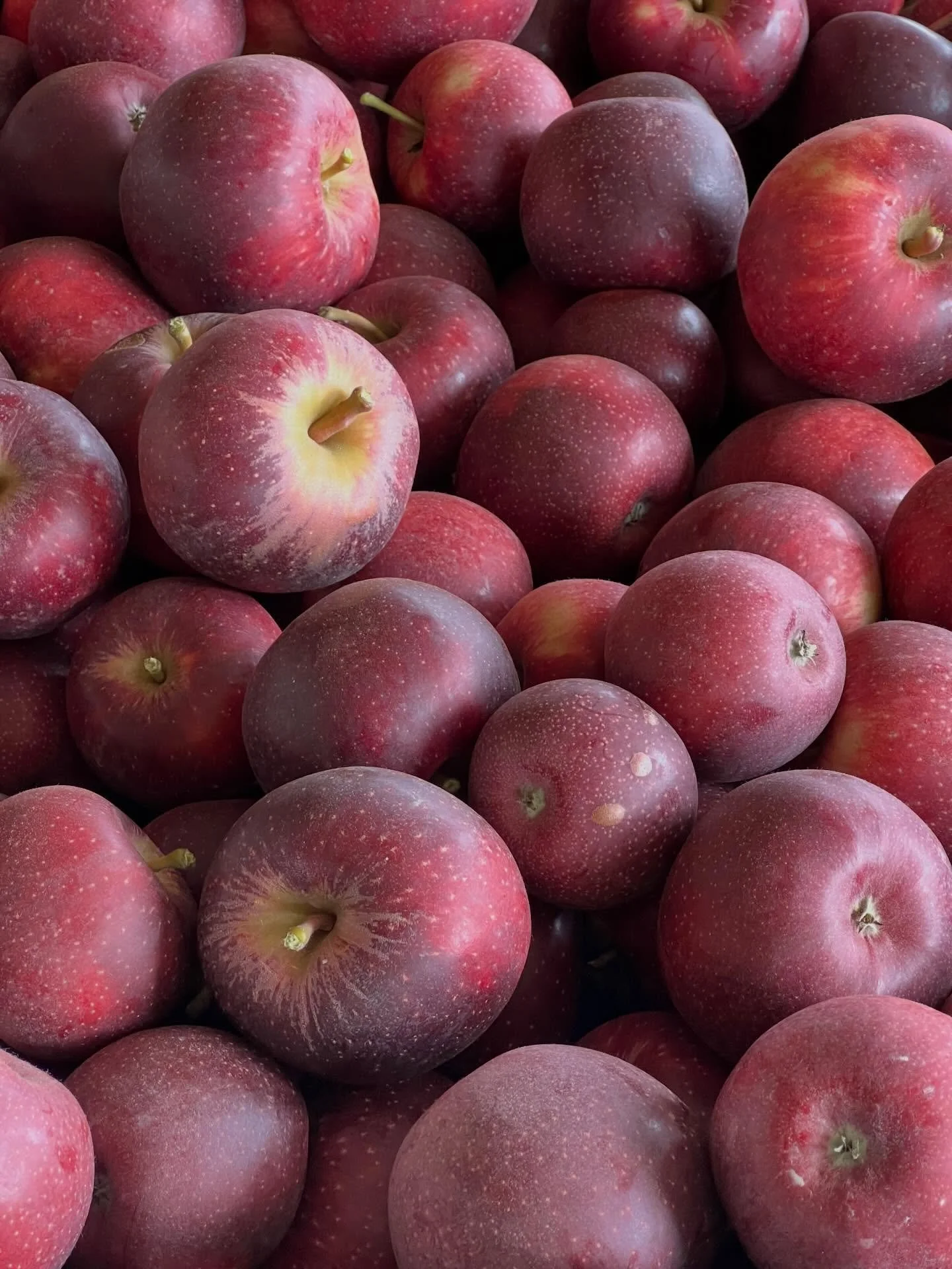 Have you tried this beautiful burgundy coloured, WA variety Bravo Apple 🍎 Developed locally between  a cross of Royal Gala and Red Cripps apples. Delicious &amp; sweet with a crunchy bite!  As they come into season join us on a tour to pick your own