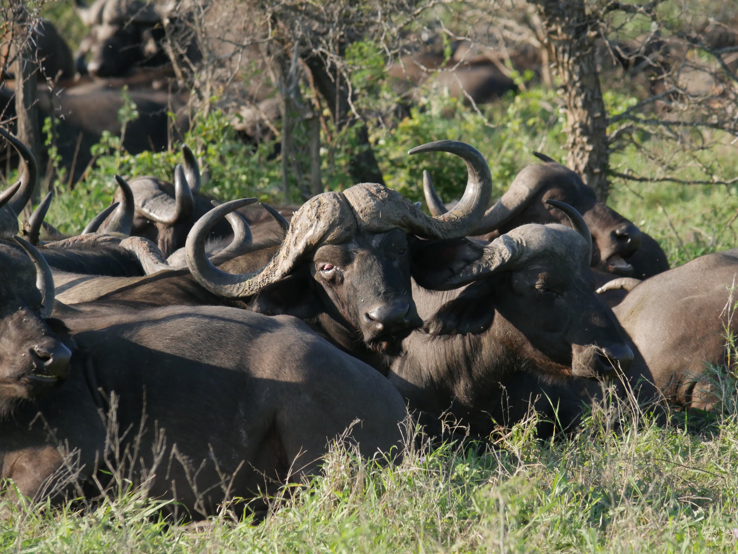 When is the Best Time to Go on Safari? (note: Africa is a Year-Round Destination)