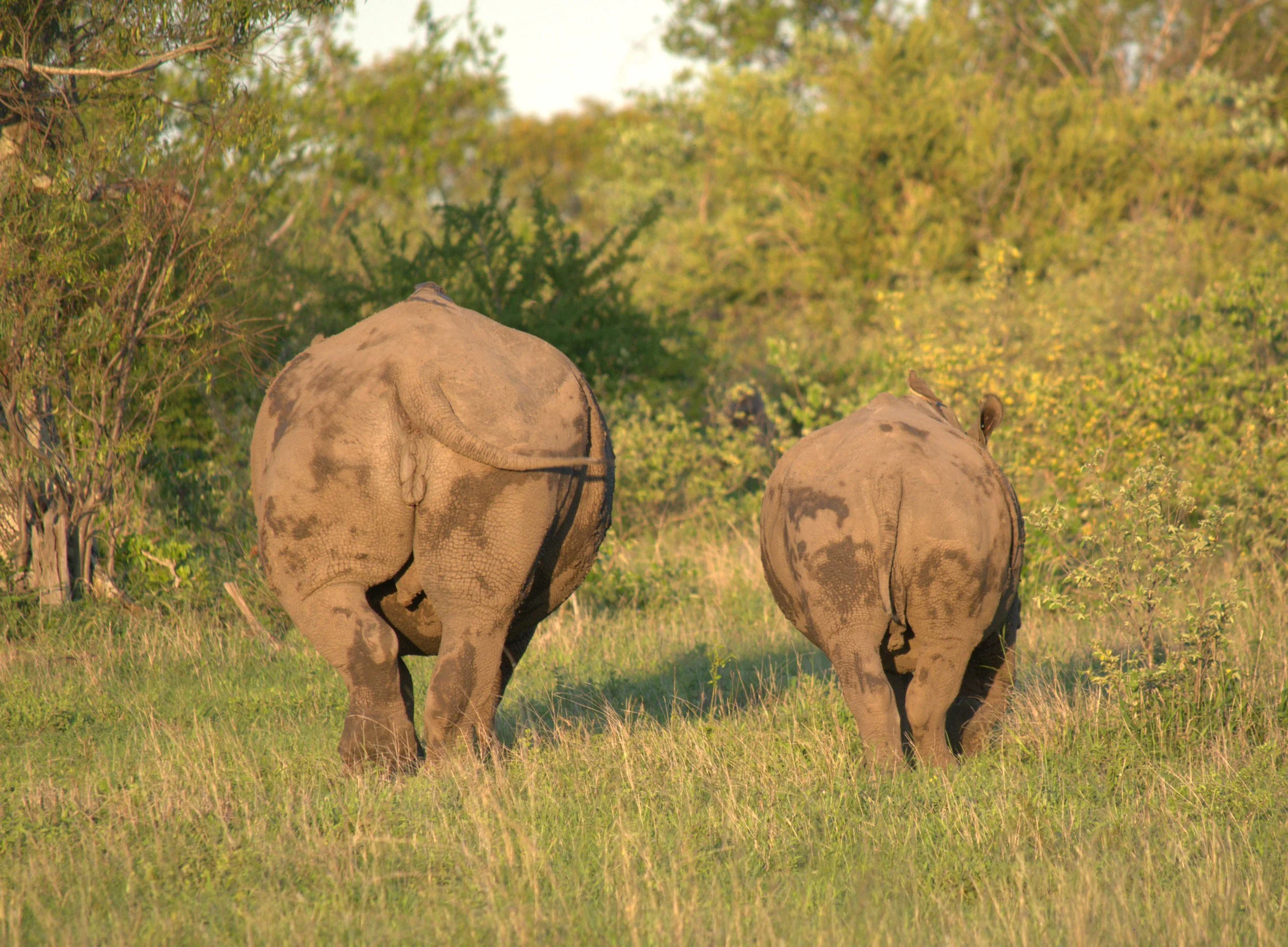 Rhino great Kruger National Park, South Africa