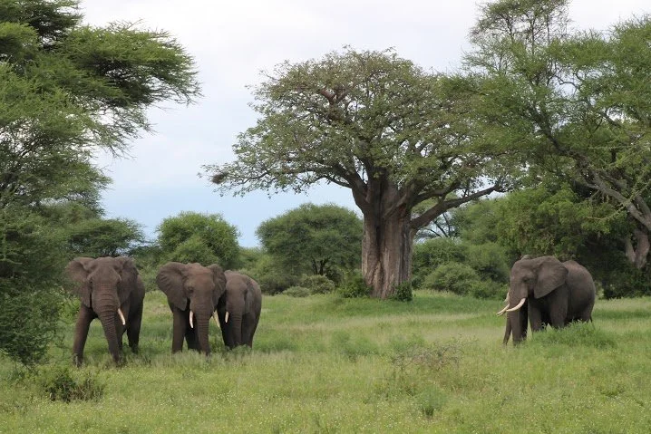 Tarangire National Park (N Ashworth)