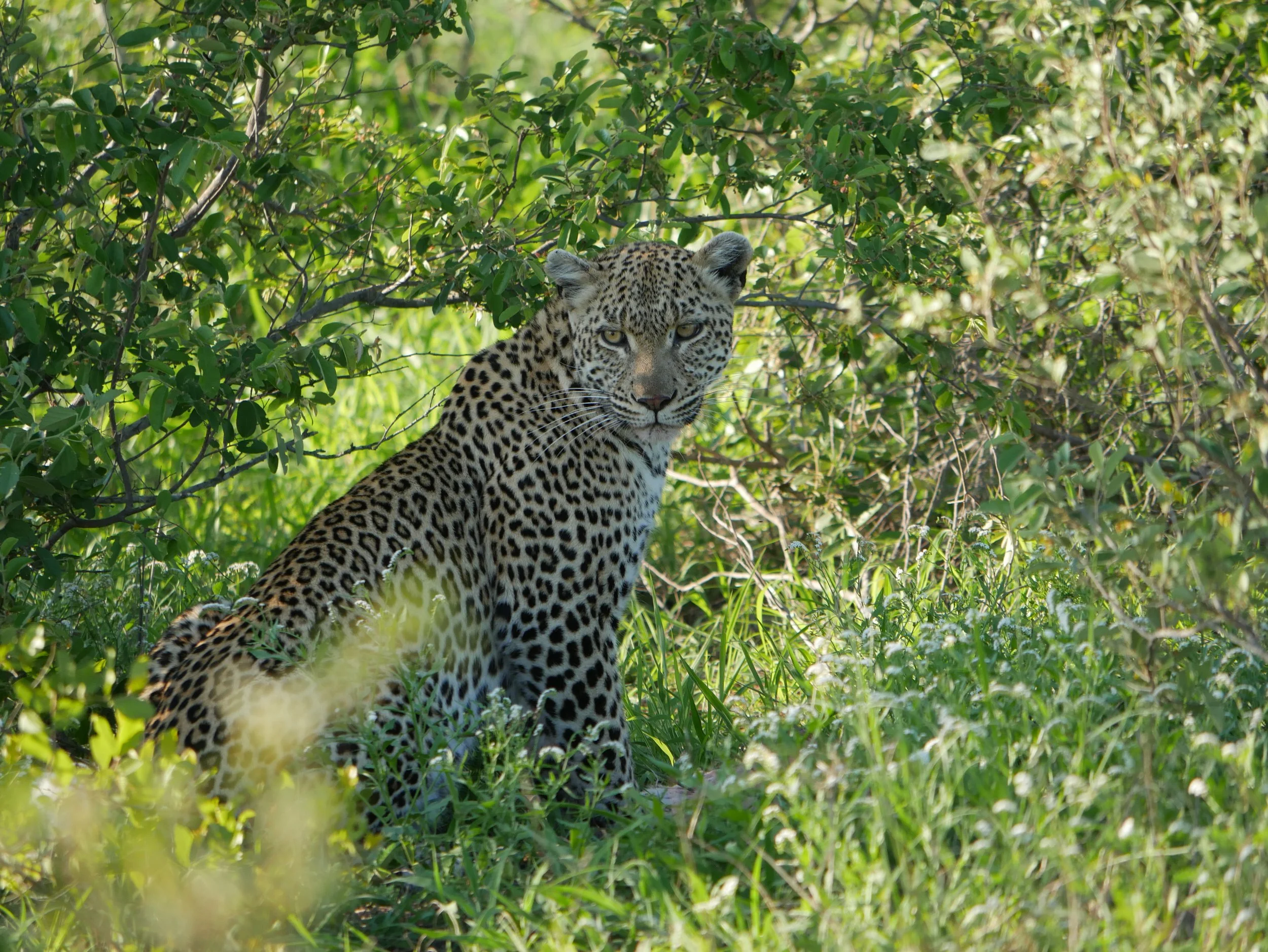 Leopard, greater Kruger (image Forage Safaris)