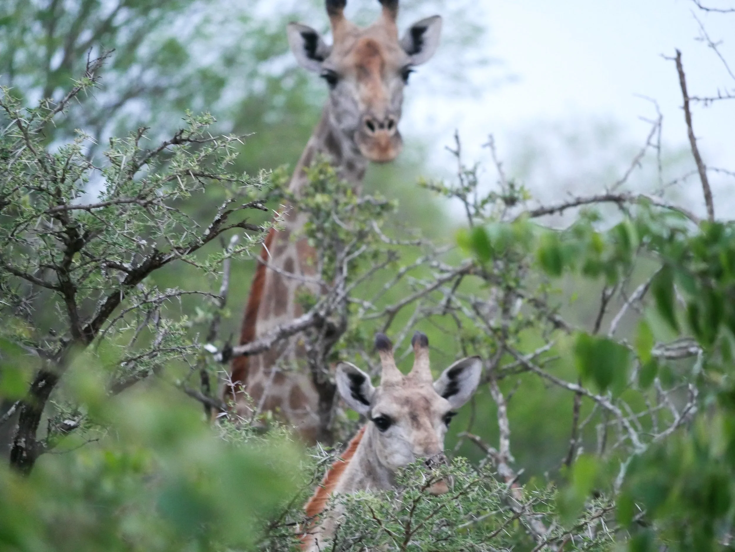 Giraffe in the greater Kruger, South Africa